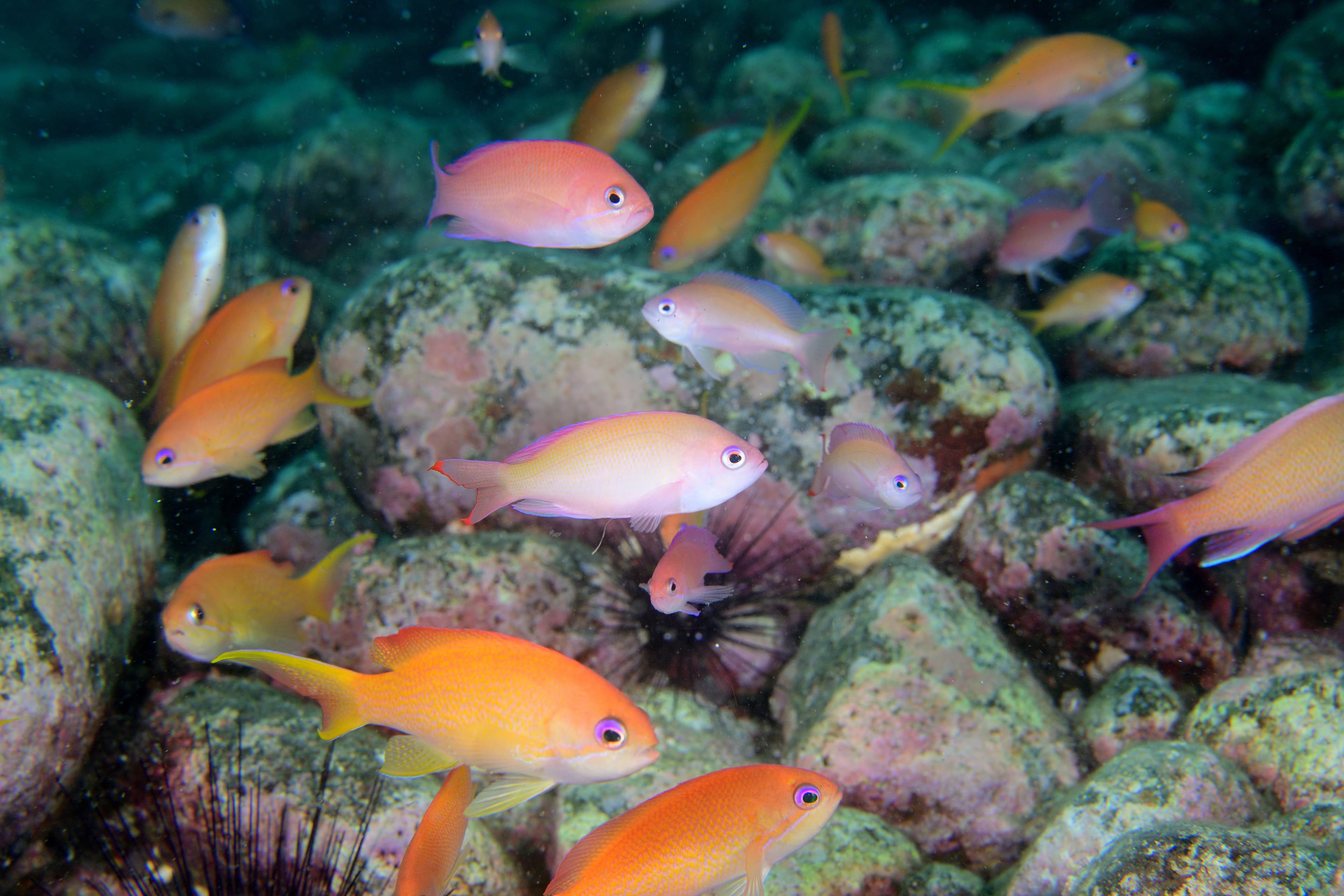 School of Redbelt Anthias (Pseudanthias rubrizonatus)