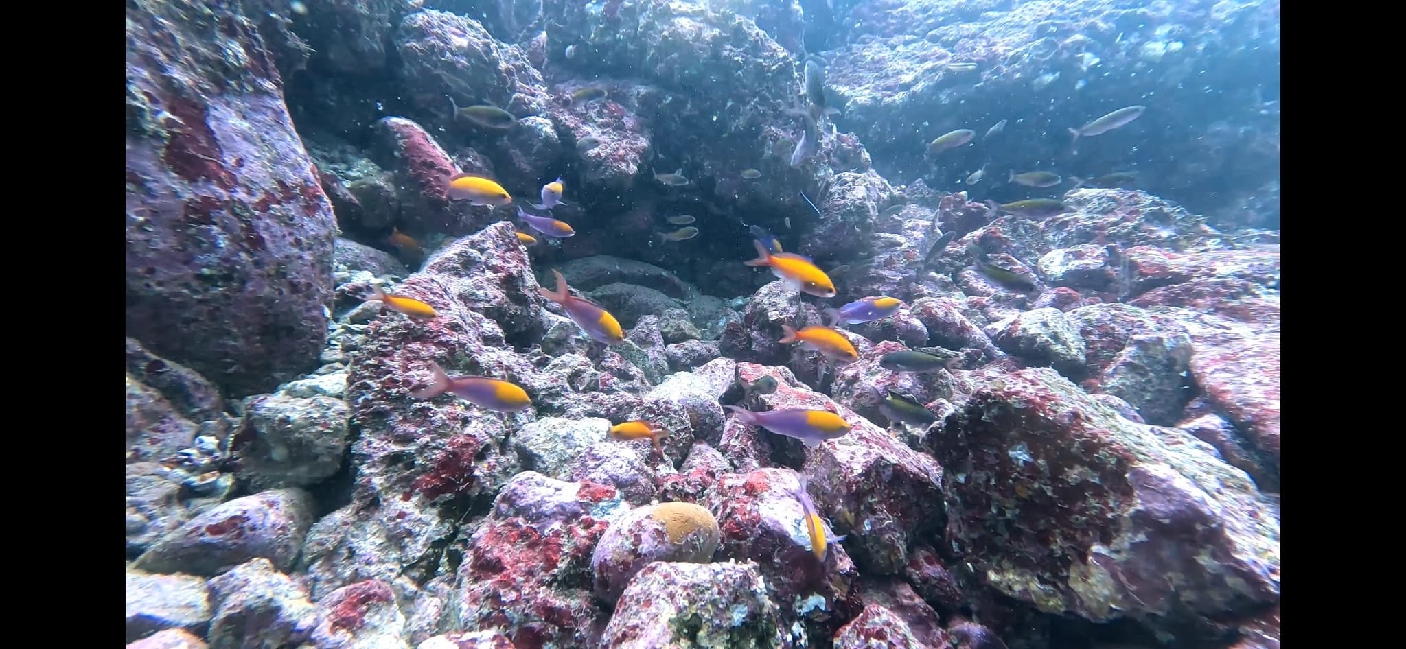 School of Regal Anthias (Pseudanthias regalis)