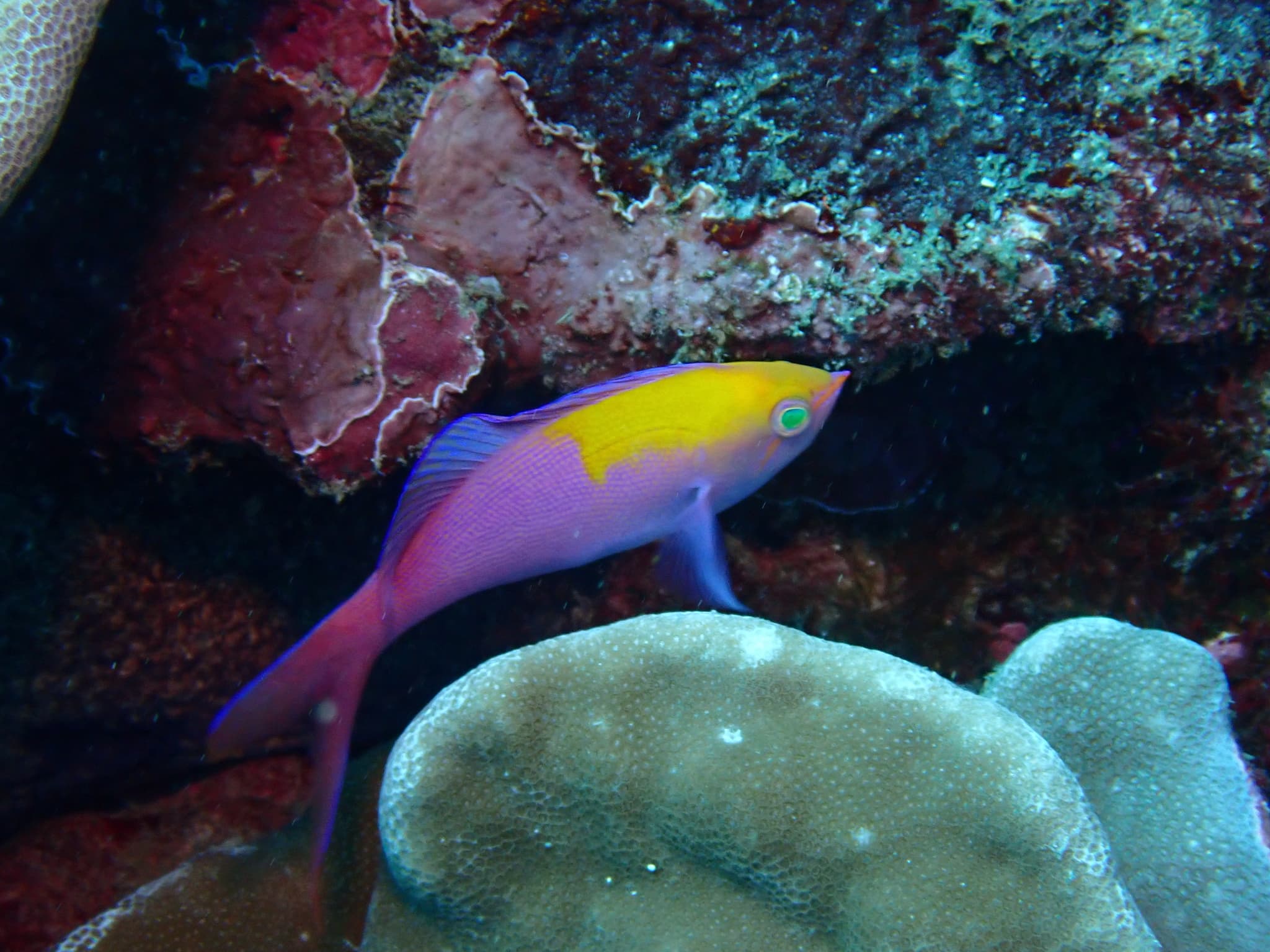 Regal Anthias (Pseudanthias regalis)