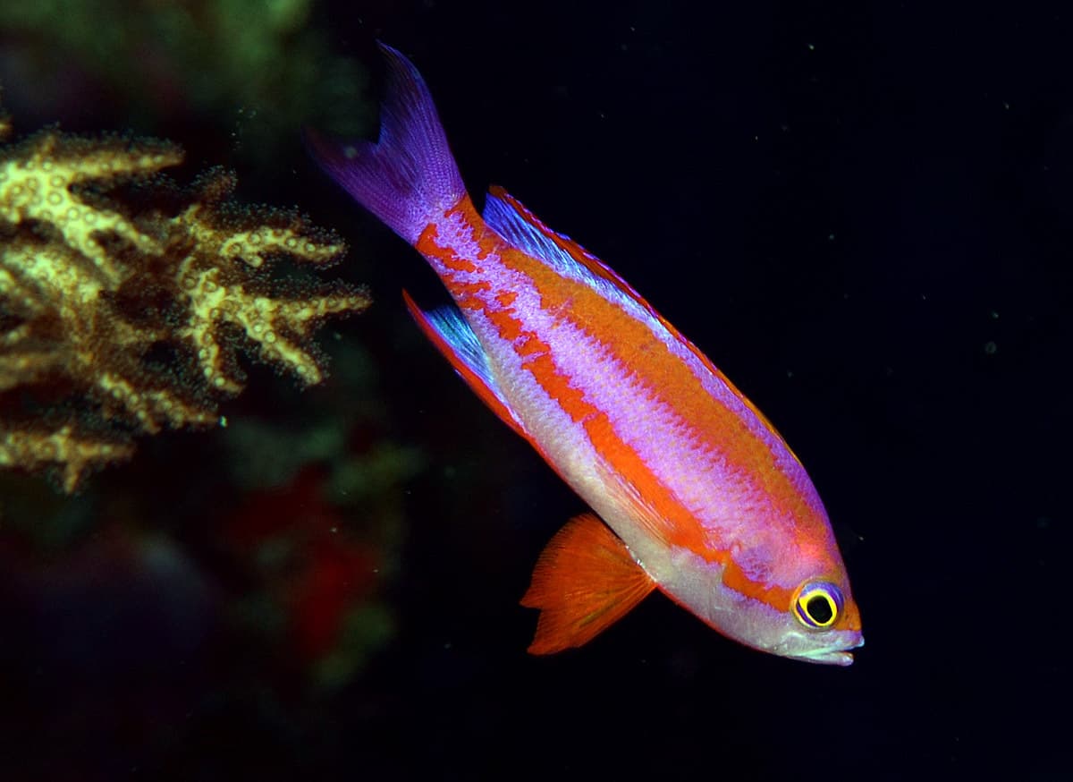 Randall's Anthias (Pseudanthias randalli)