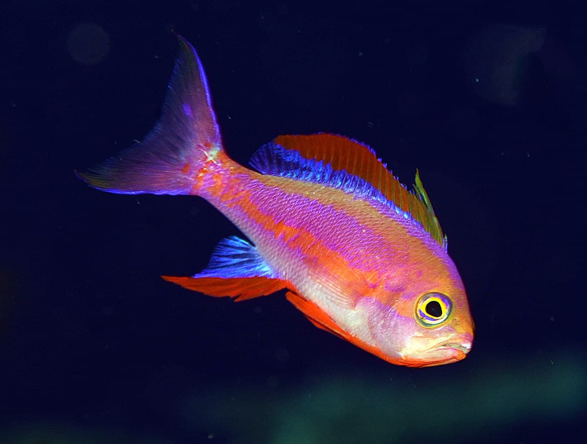 Randall's Anthias (Pseudanthias randalli)