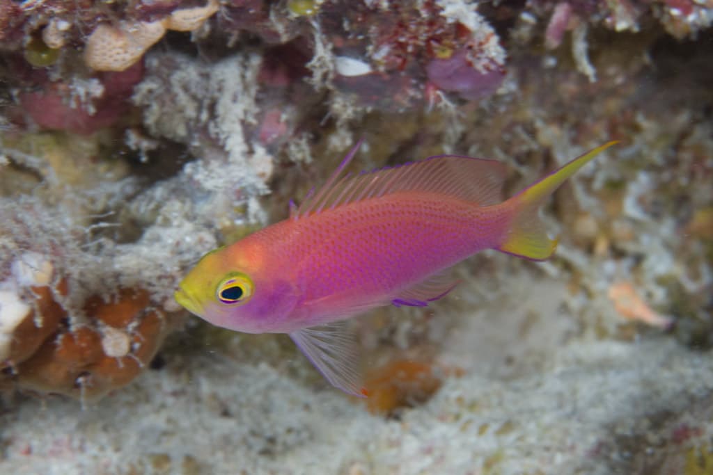 Randall's Anthias (Pseudanthias randalli)