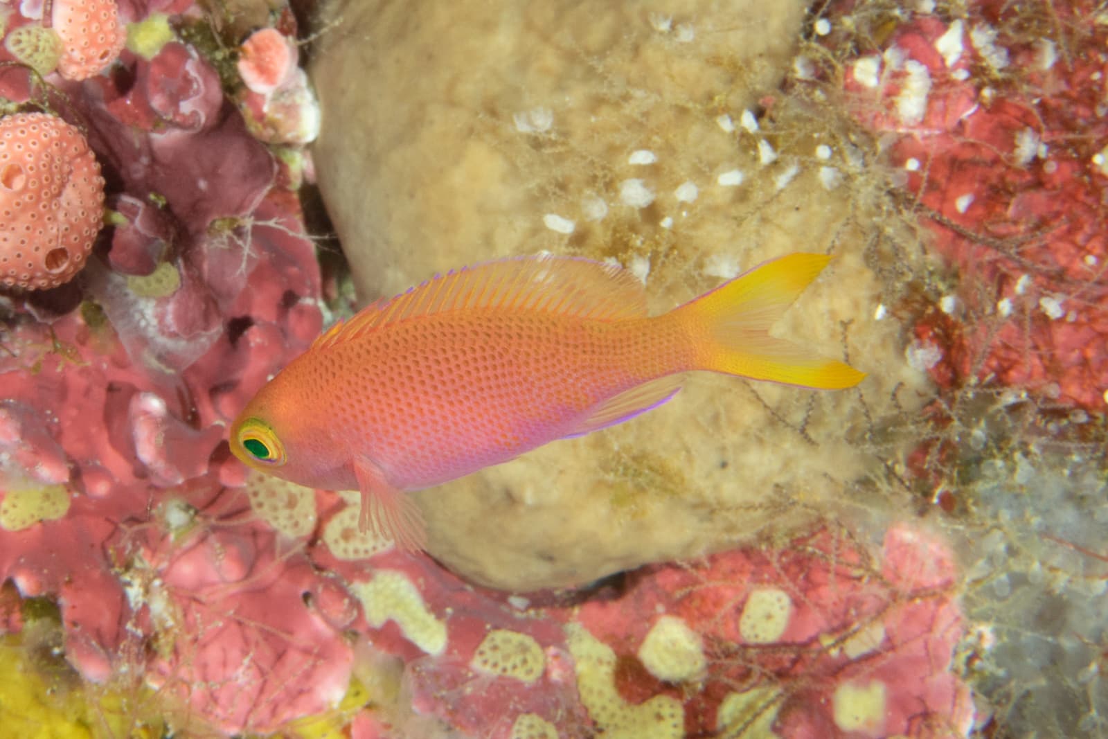 Randall's Anthias (Pseudanthias randalli)