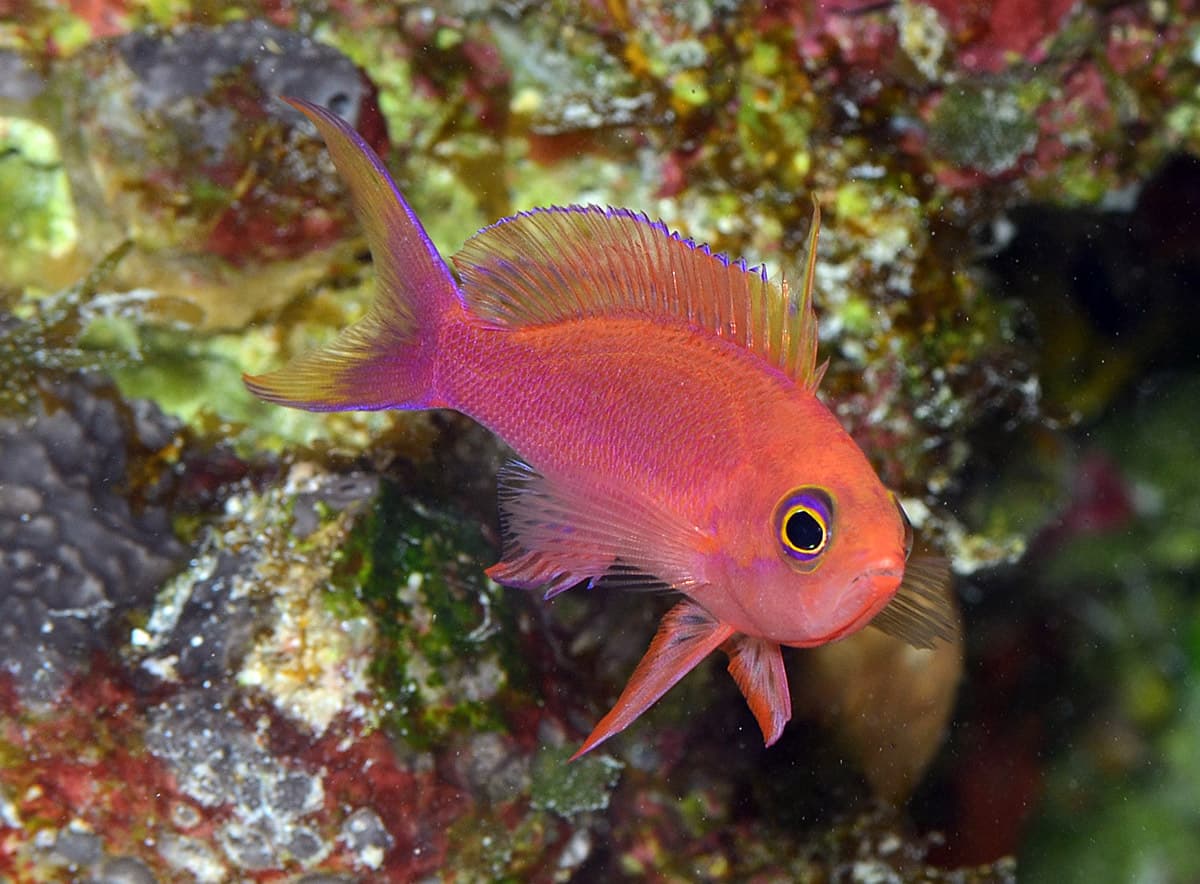 Randall's Anthias (Pseudanthias randalli)