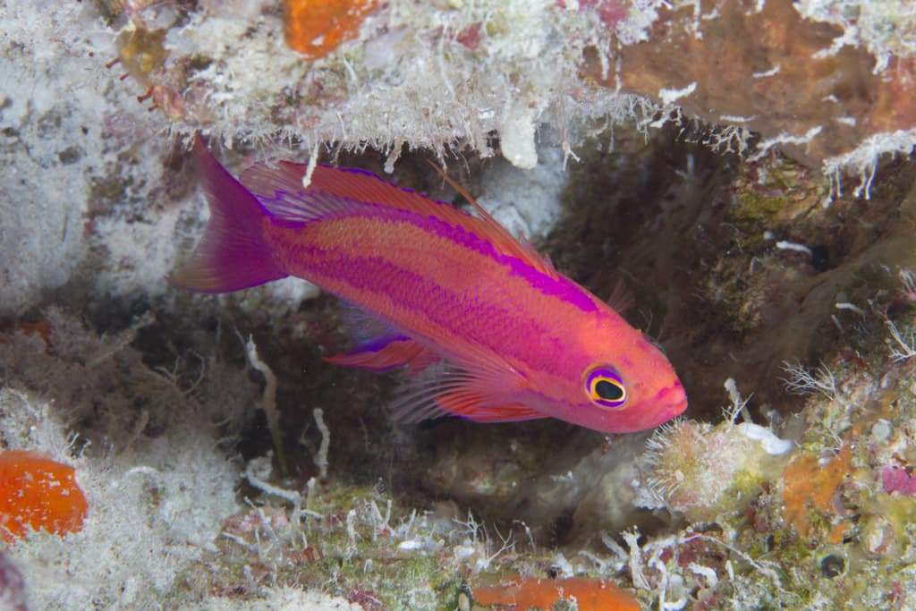 Randall's Anthias (Pseudanthias randalli)