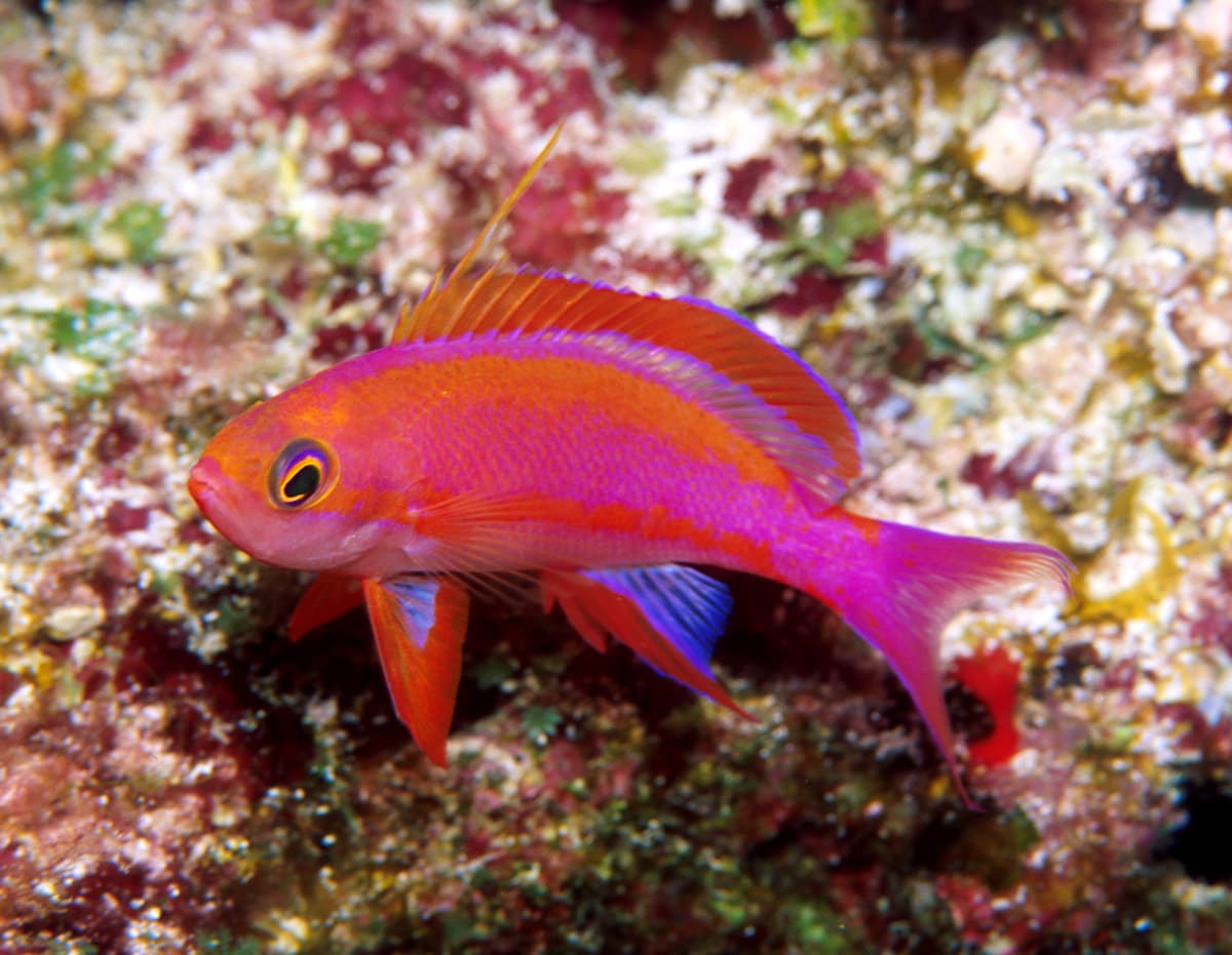 Randall's Anthias (Pseudanthias randalli)