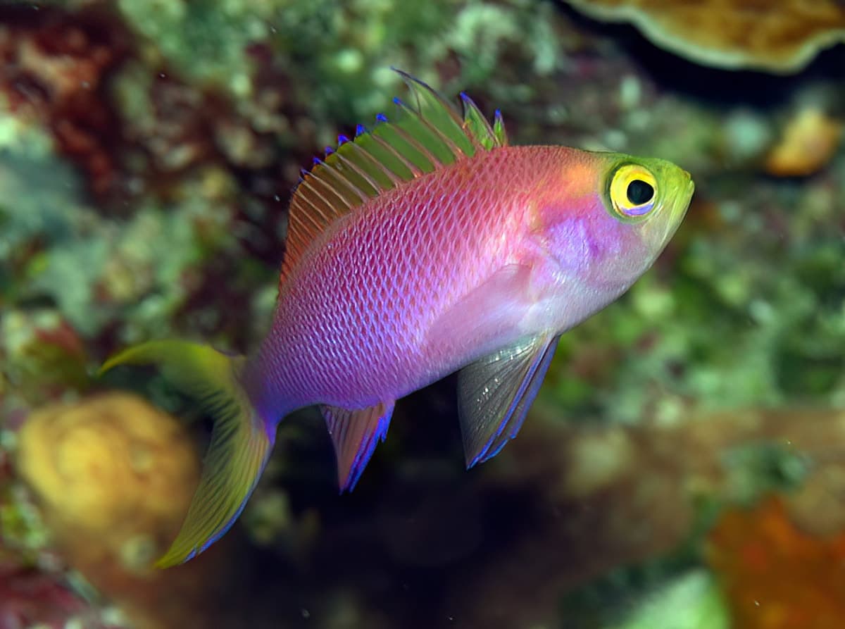 Randall's Anthias (Pseudanthias randalli)