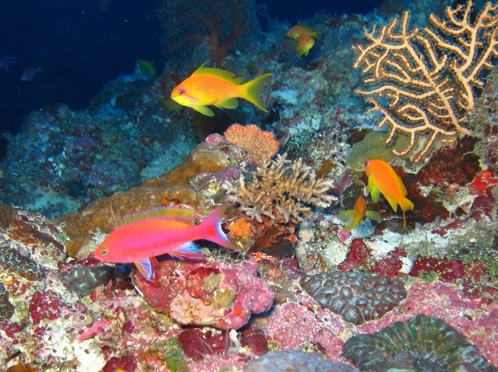 Resplendent Anthias (Pseudanthias pulcherrimus)