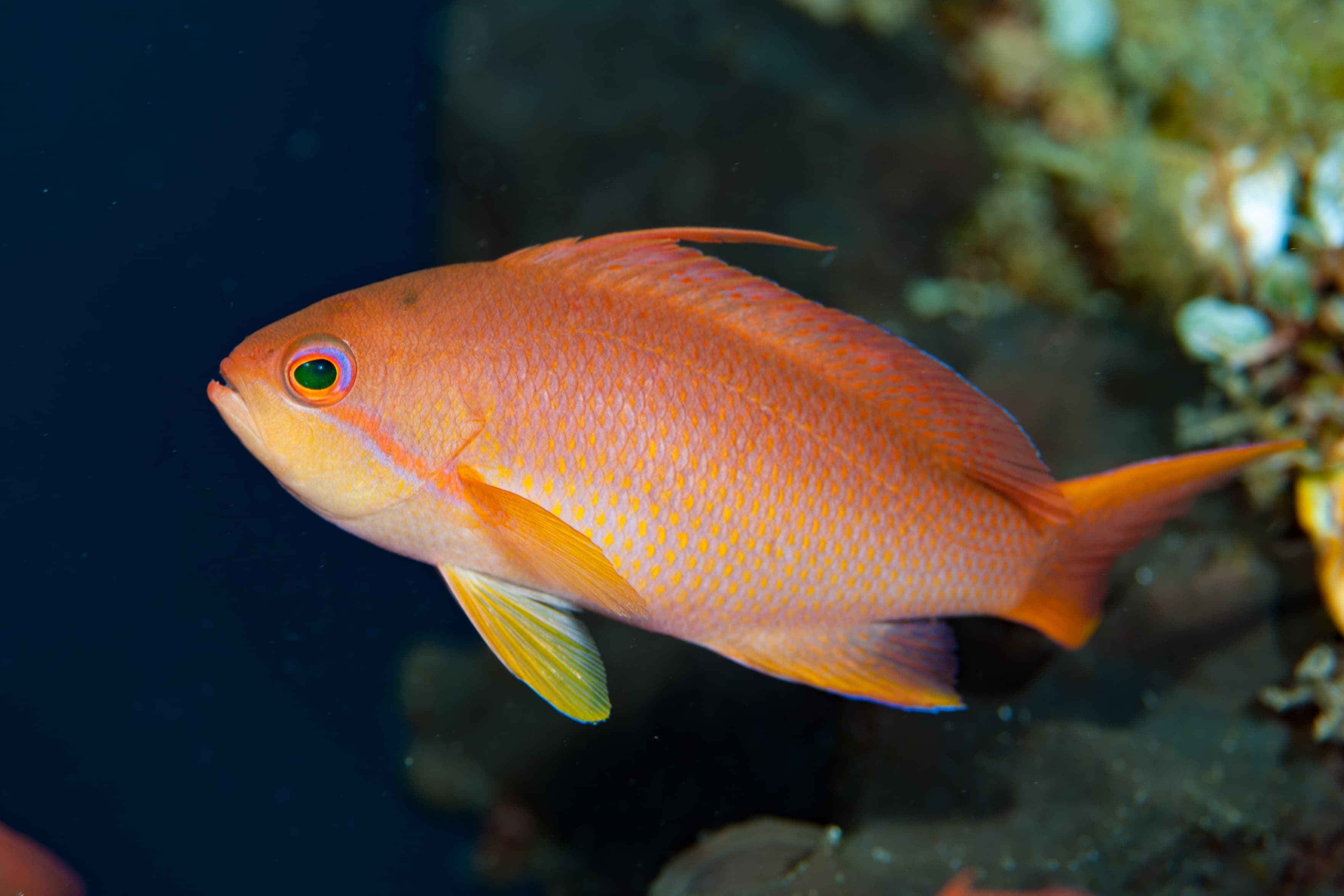 Female Squareback Anthias (Pseudanthias pleurotaenia)