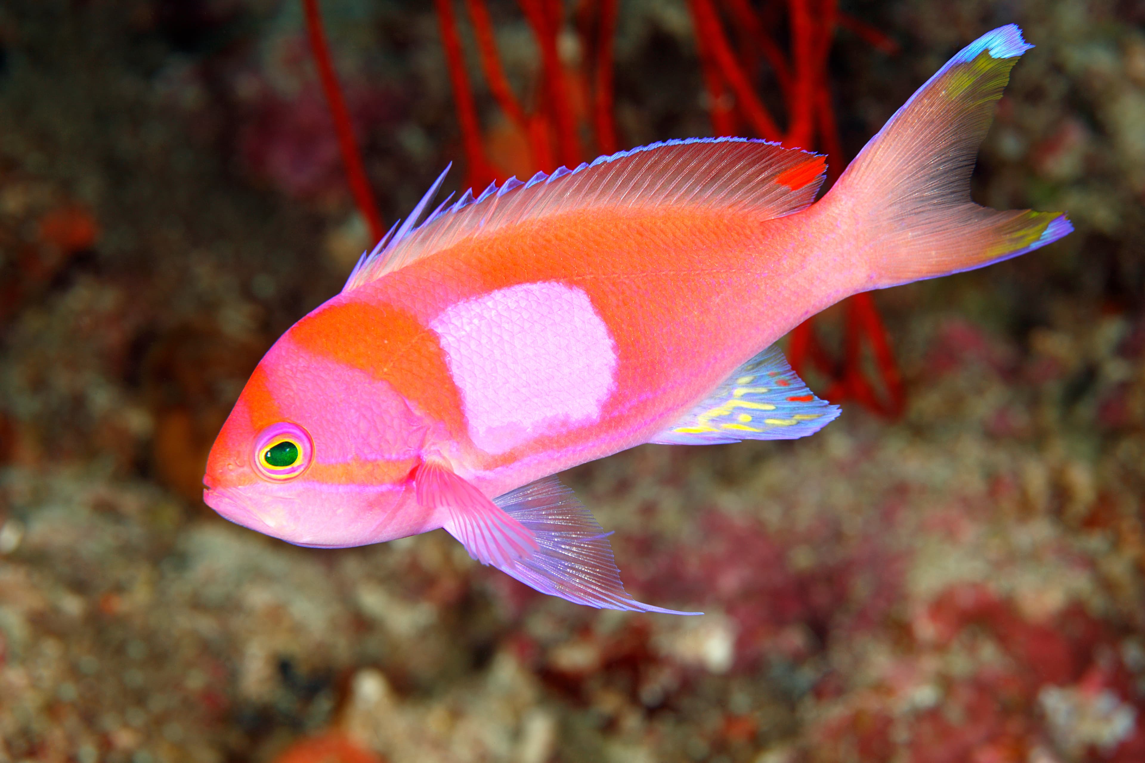 Male Squareback Anthias (Pseudanthias pleurotaenia)