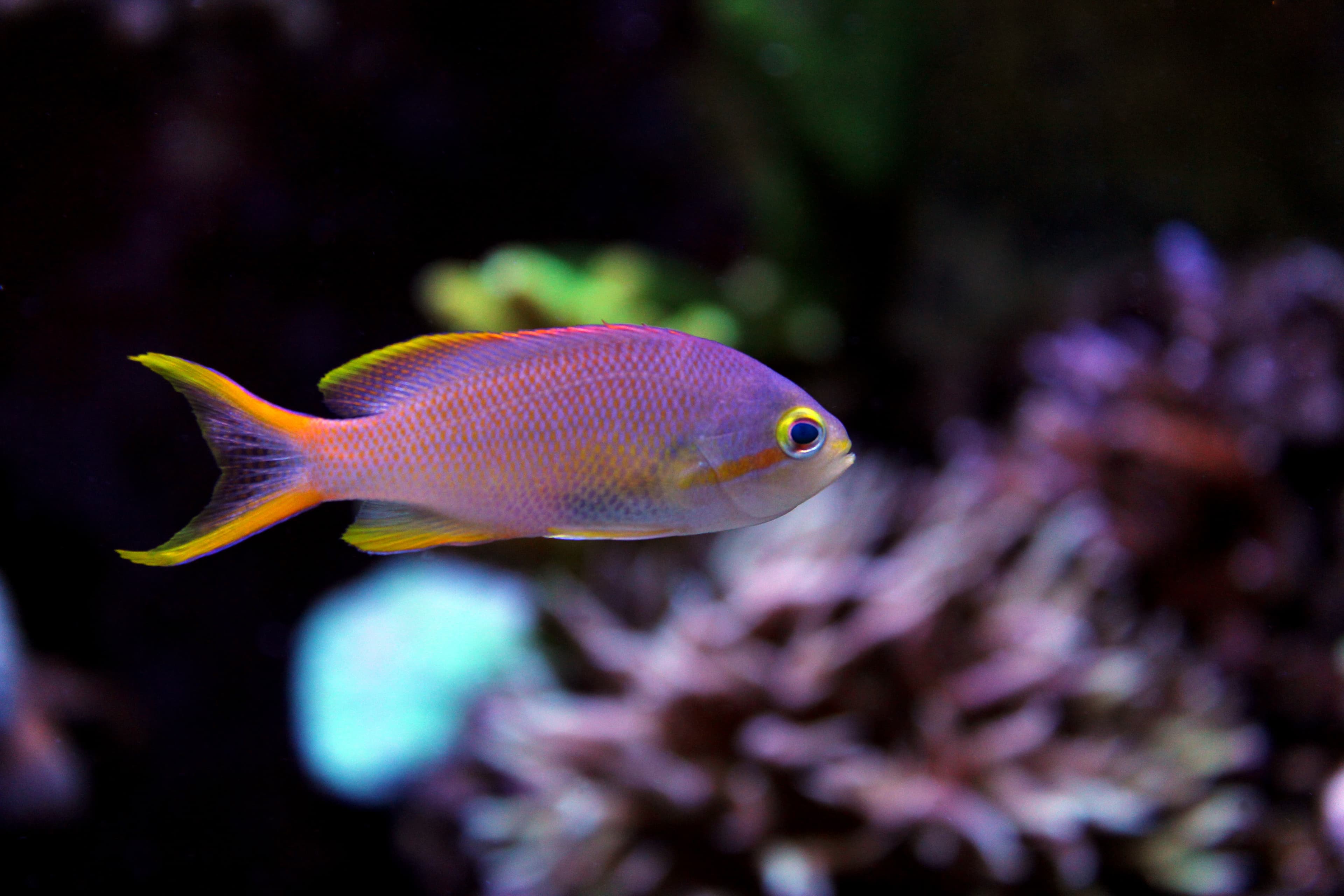 Juvenile Squareback Anthias (Pseudanthias pleurotaenia)