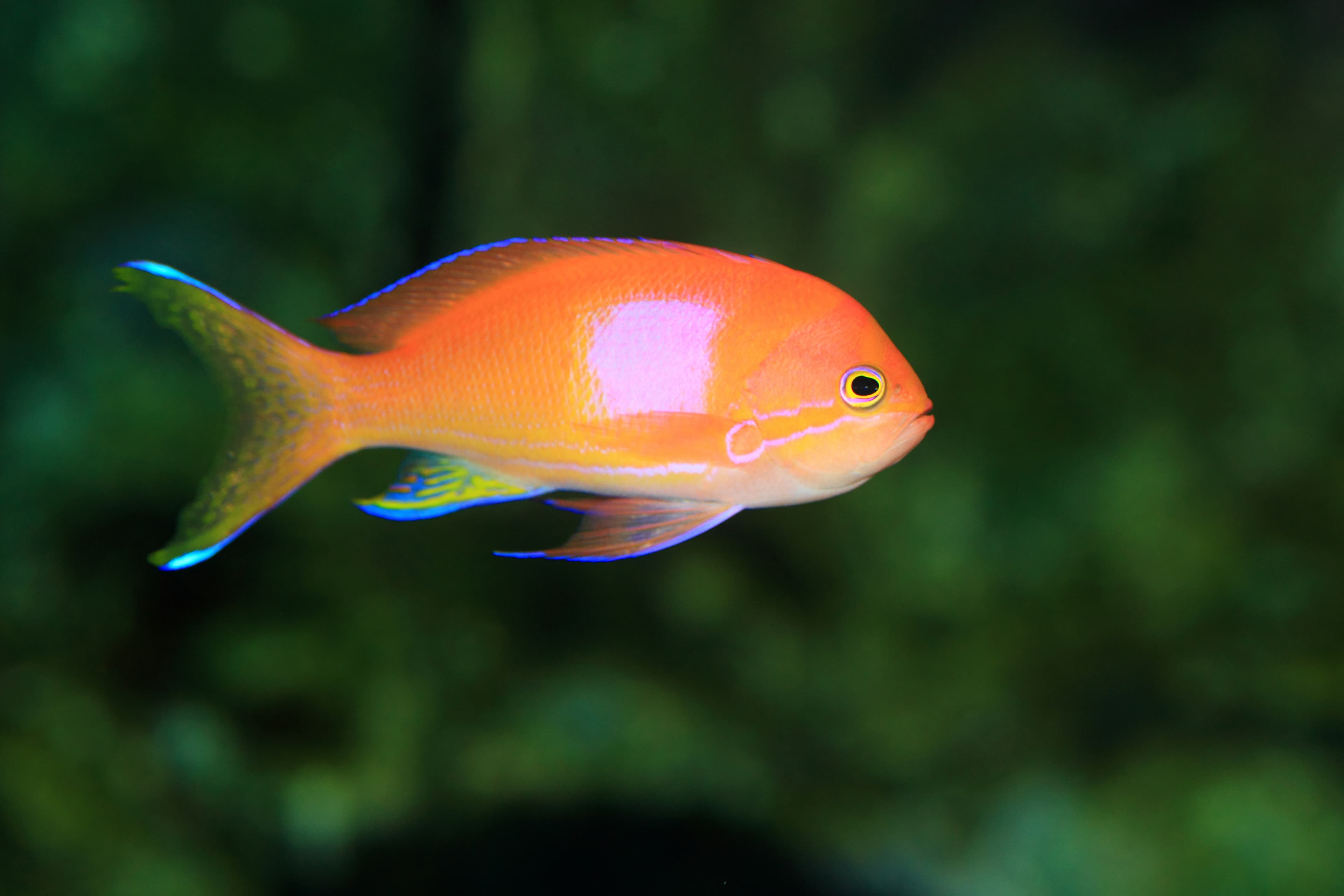 Male Squareback Anthias (Pseudanthias pleurotaenia) in Japan