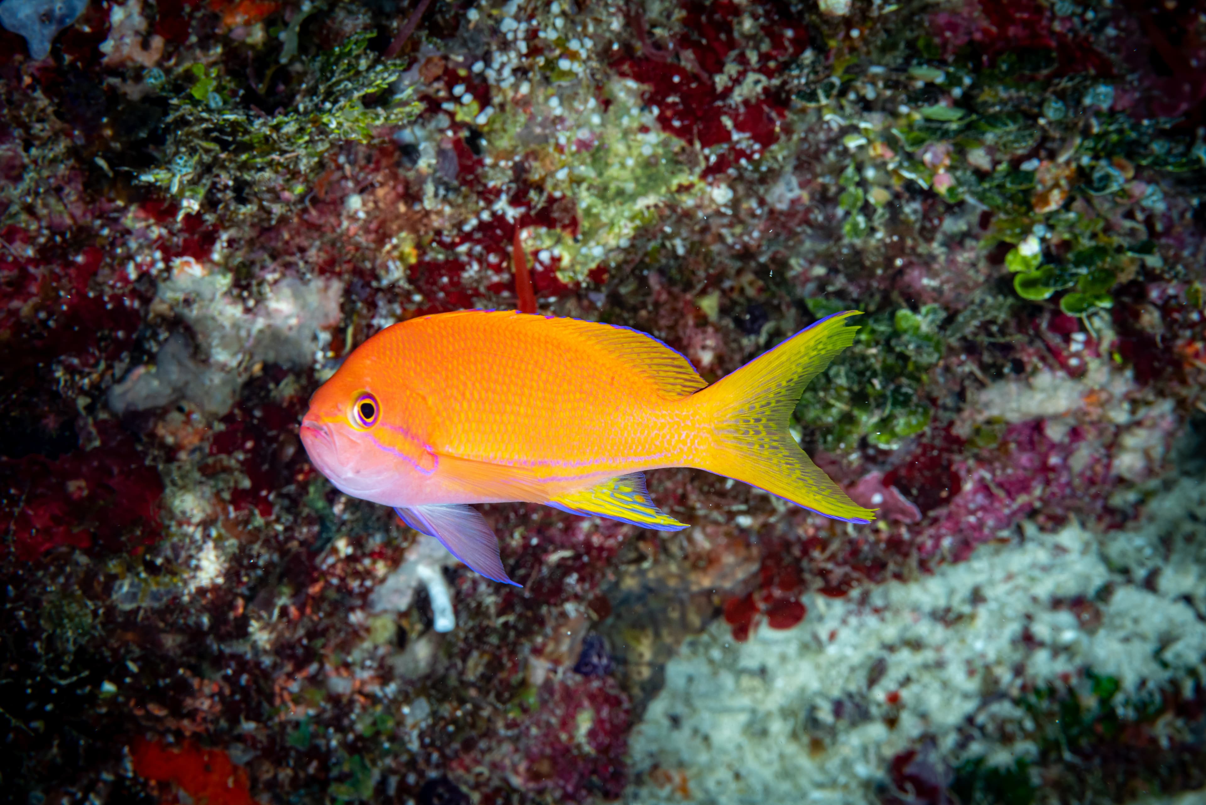 Female Squareback Anthias (Pseudanthias pleurotaenia)