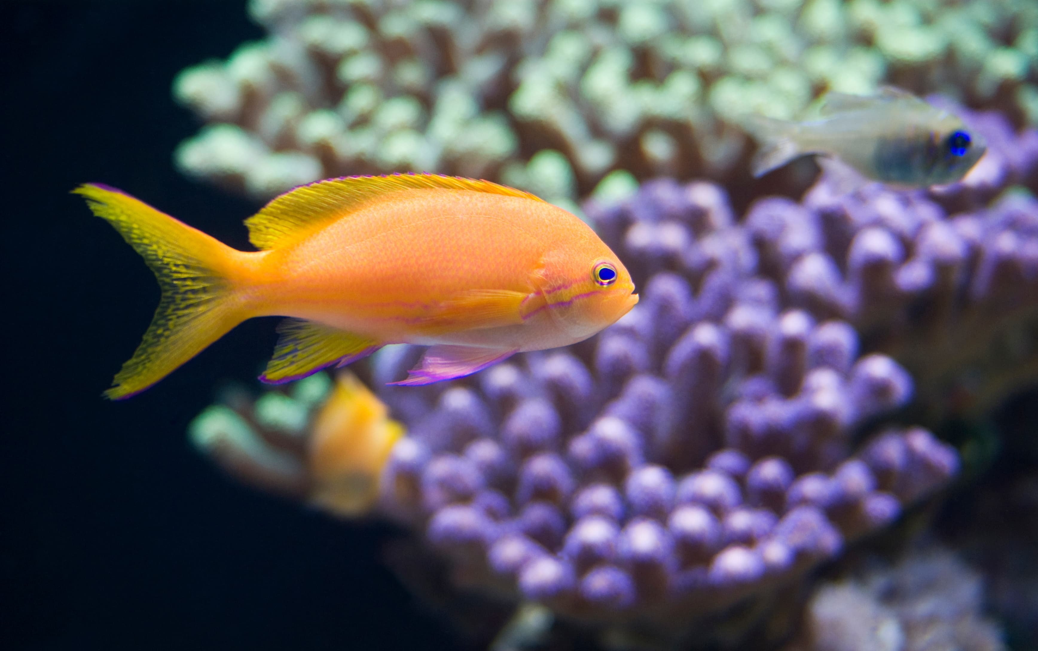 Female Squareback Anthias (Pseudanthias pleurotaenia)