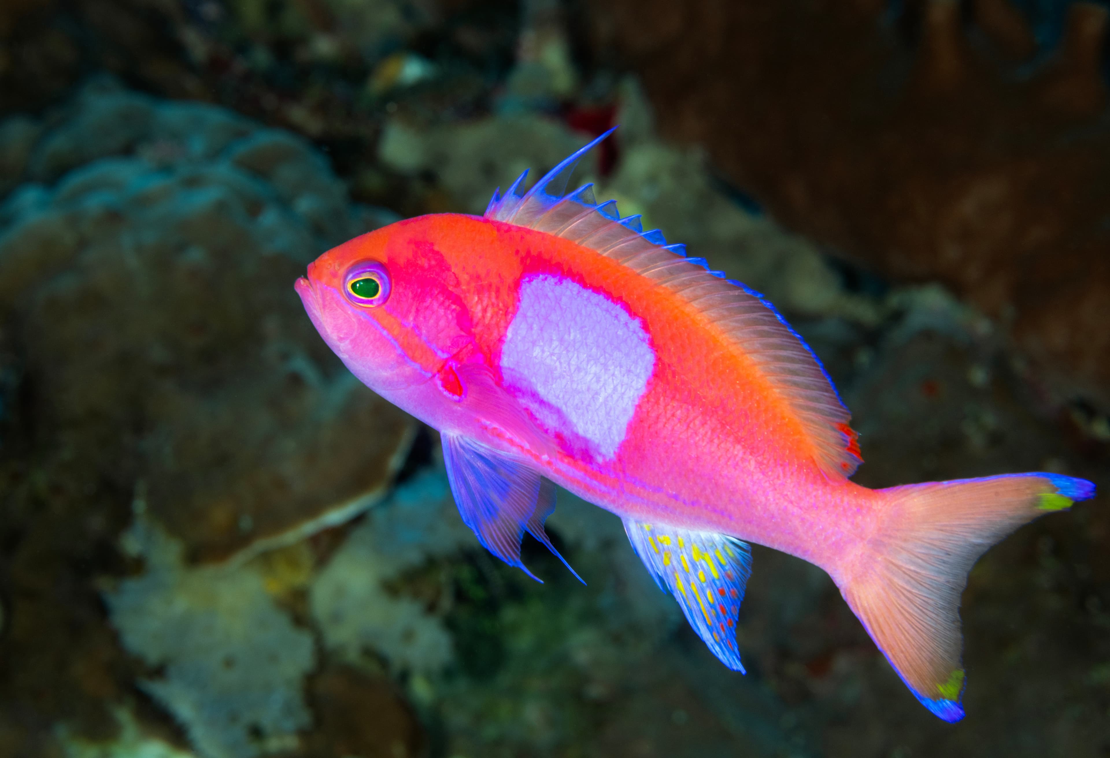 Male Squareback Anthias (Pseudanthias pleurotaenia), Raja Ampat Indonesia