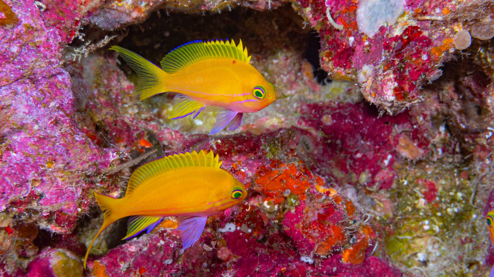 Squareback Anthias (Pseudanthias pleurotaenia)