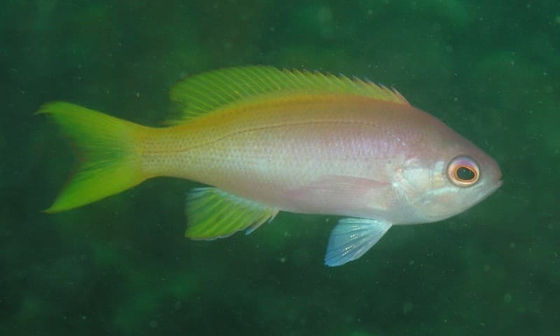 Painted Anthias (Pseudanthias pictilis)