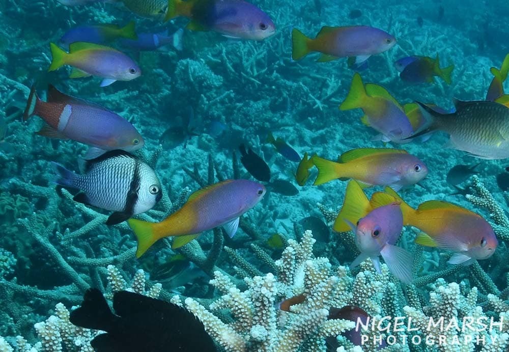 Painted Anthias (Pseudanthias pictilis) school