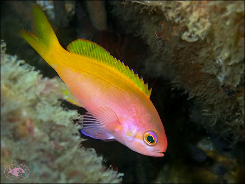 Painted Anthias (Pseudanthias pictilis)