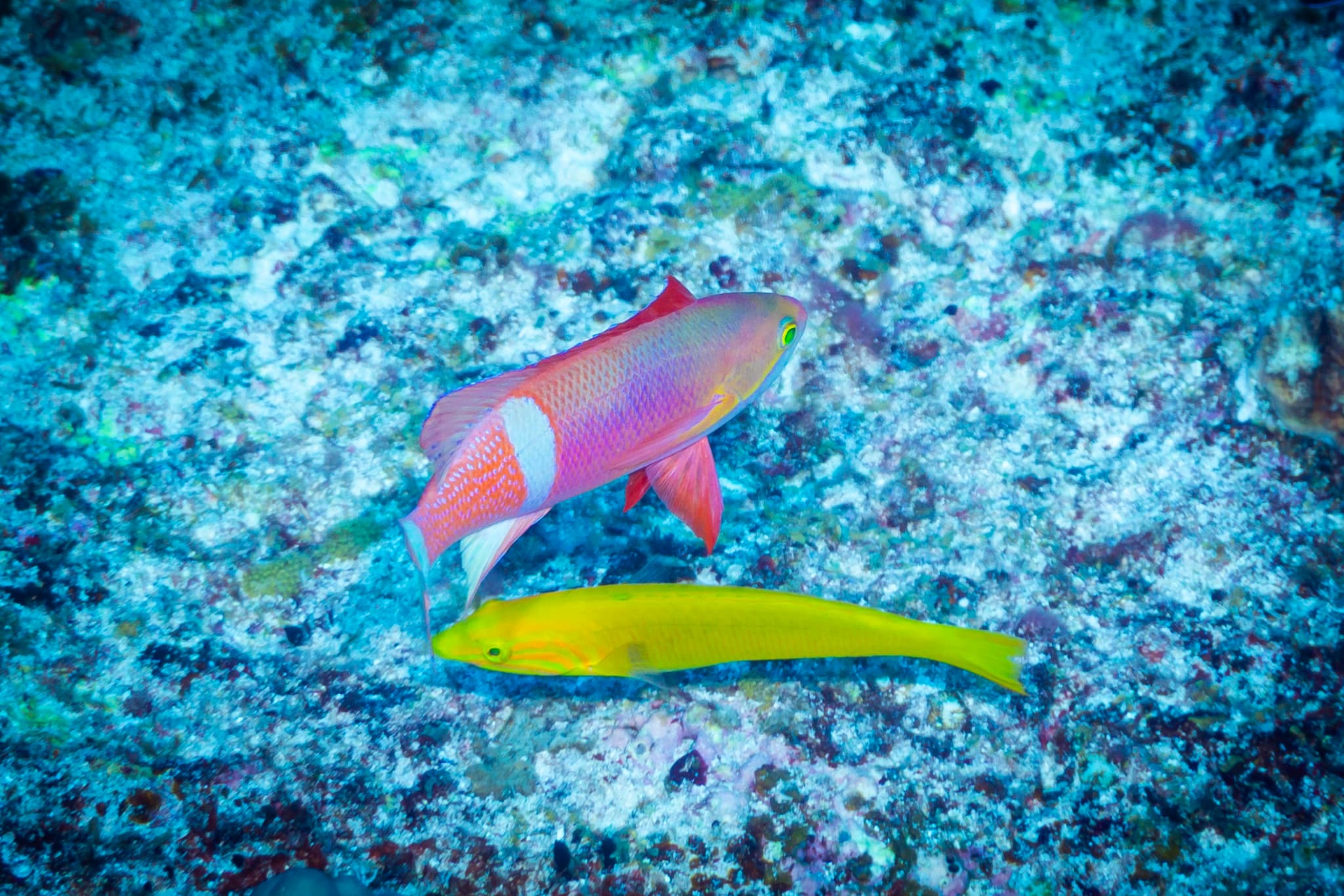 Male Painted Anthias (Pseudanthias pictilis)