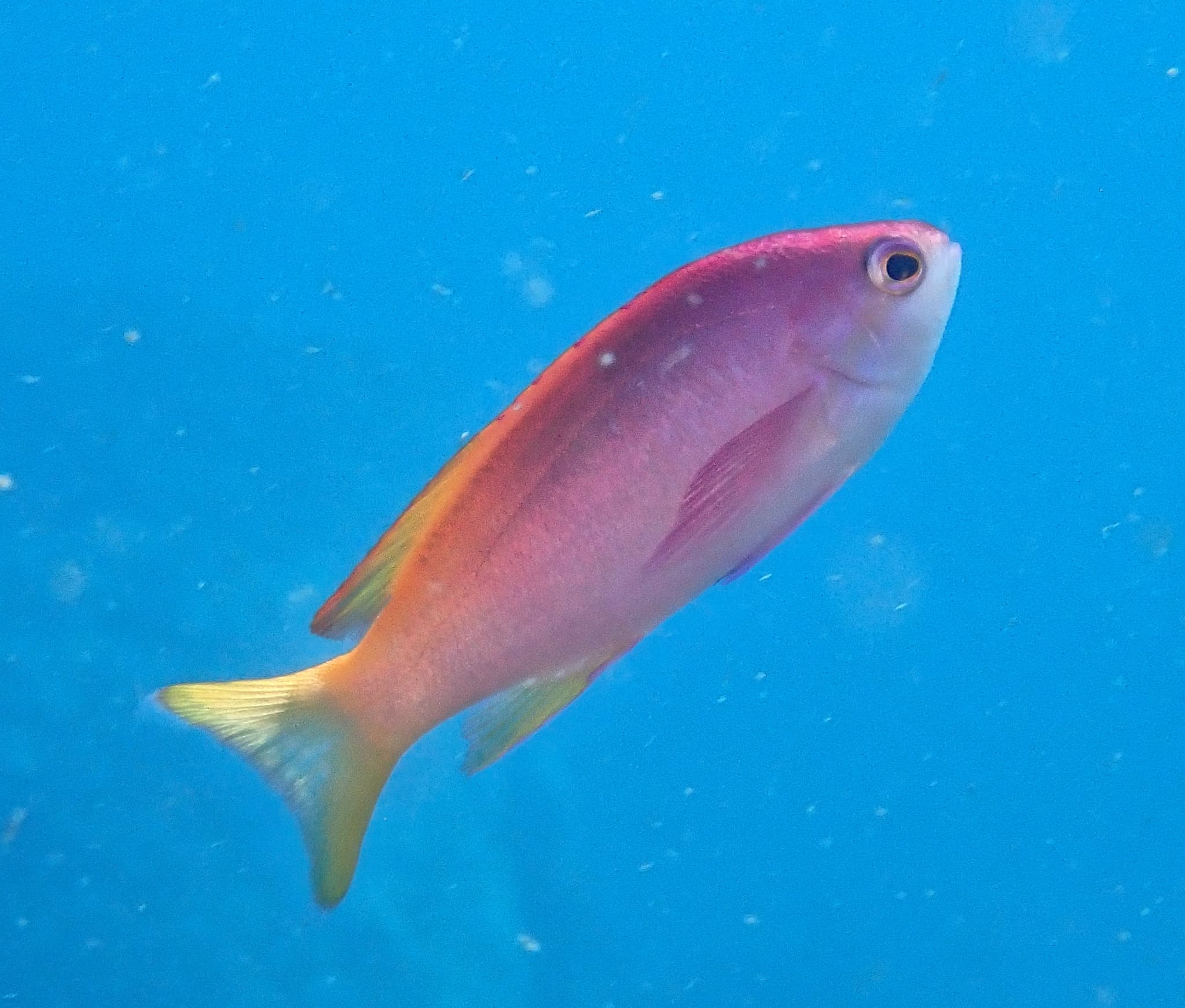 Painted Anthias (Pseudanthias pictilis)
