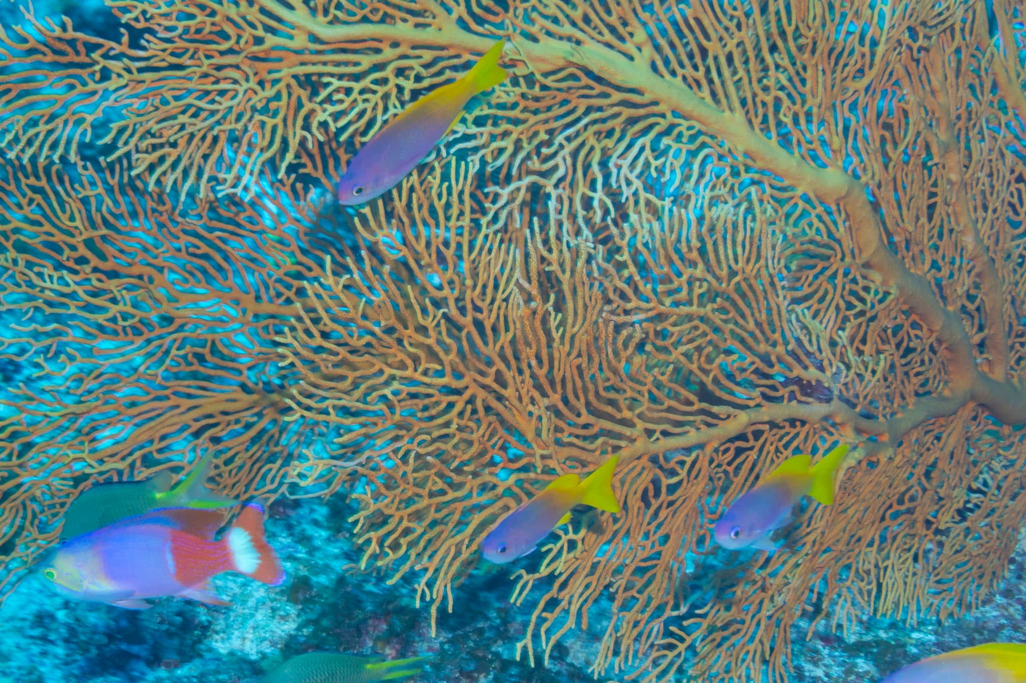 Painted Anthias (Pseudanthias pictilis) school