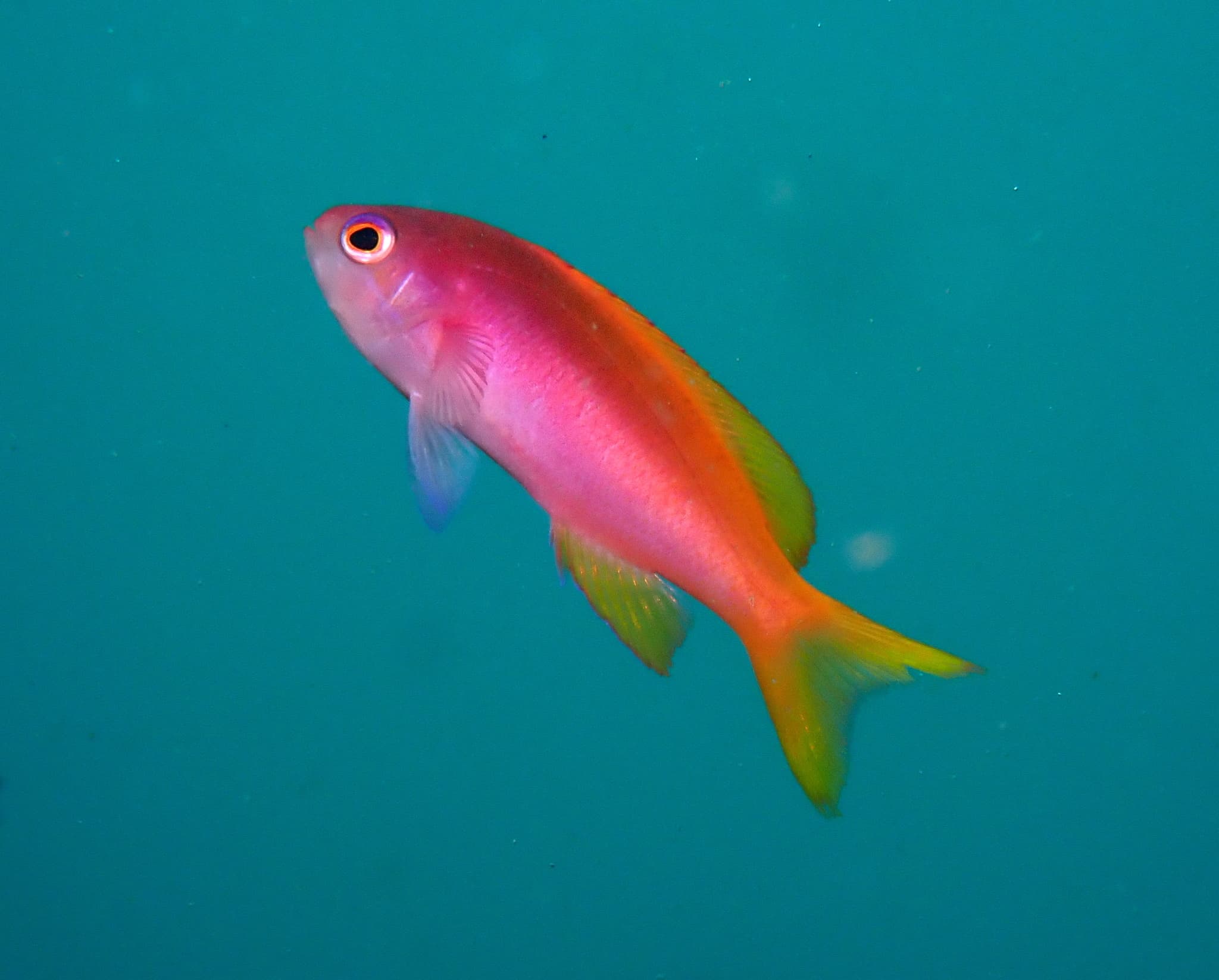 Painted Anthias (Pseudanthias pictilis)