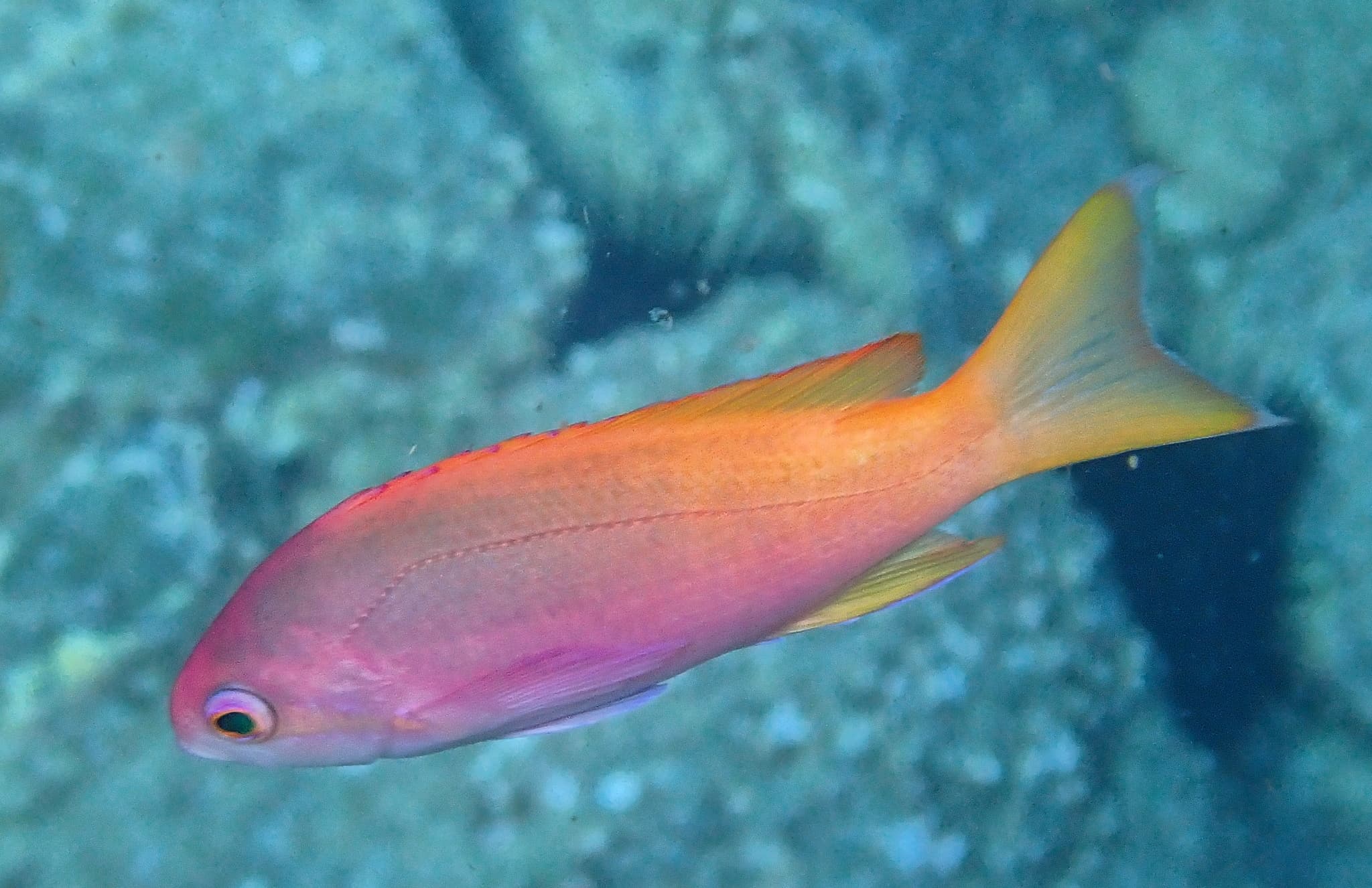 Painted Anthias (Pseudanthias pictilis)
