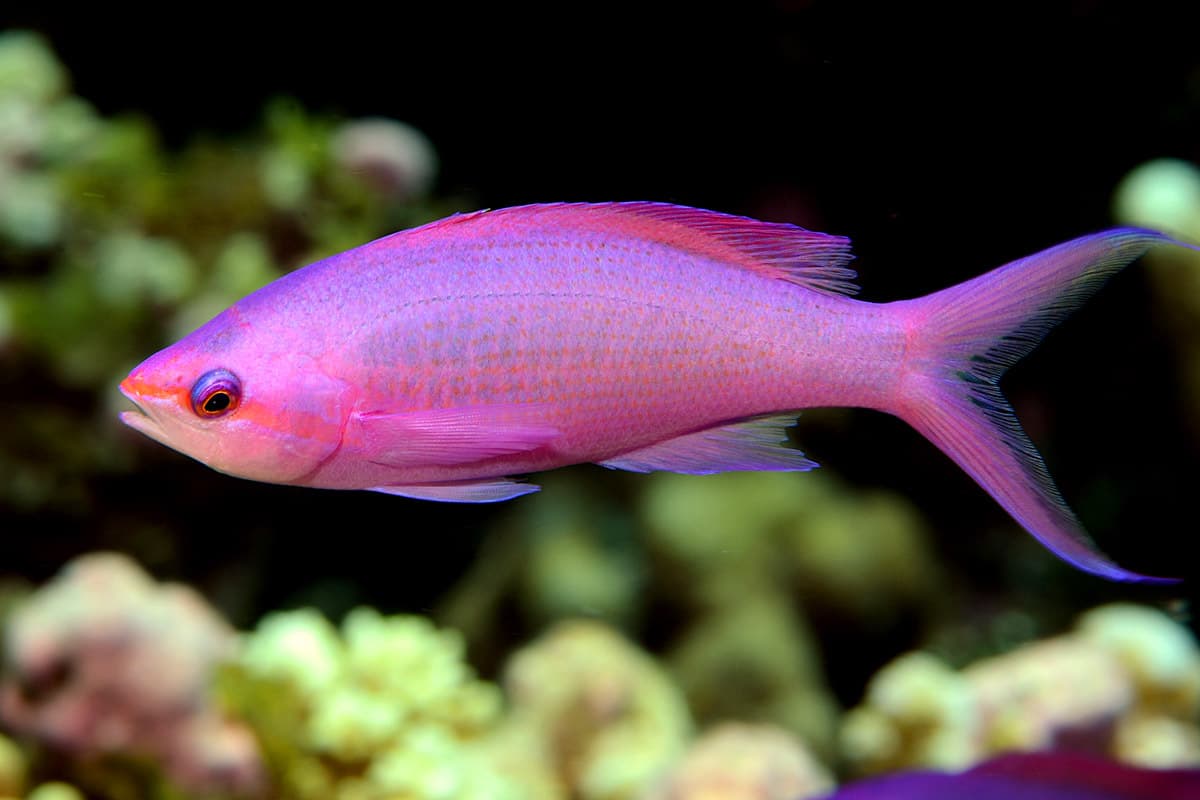 Purple Queen Anthias (Pseudanthias pascalus)