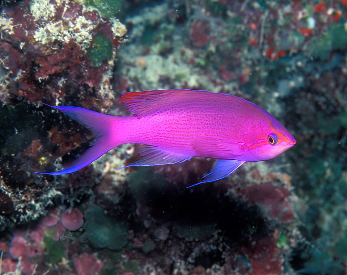 Purple Queen Anthias (Pseudanthias pascalus)