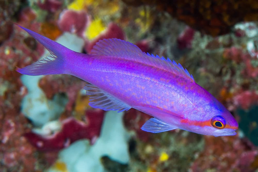 Purple Queen Anthias (Pseudanthias pascalus)