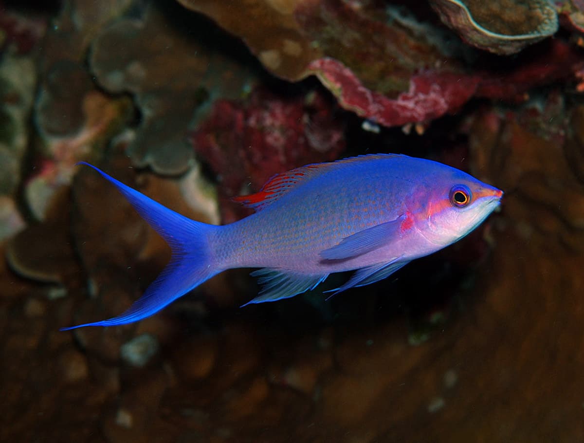 Purple Queen Anthias (Pseudanthias pascalus)