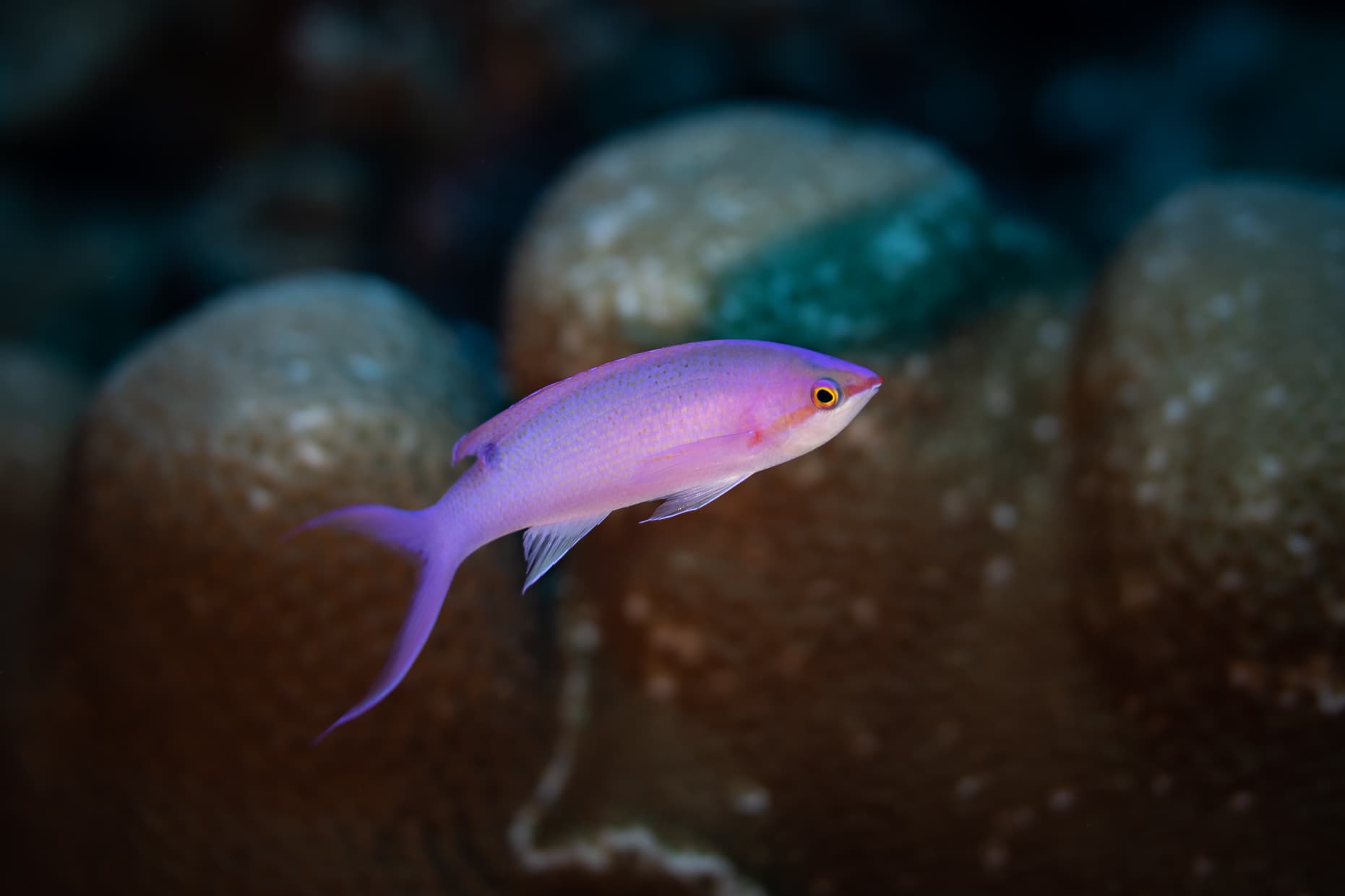 Purple Queen Anthias (Pseudanthias pascalus)