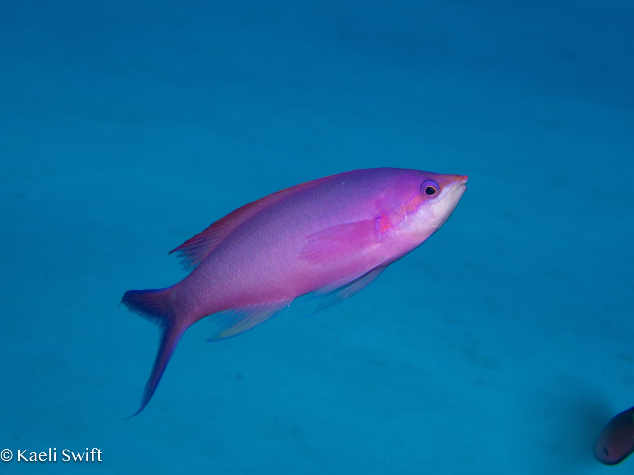 Purple Queen Anthias (Pseudanthias pascalus)