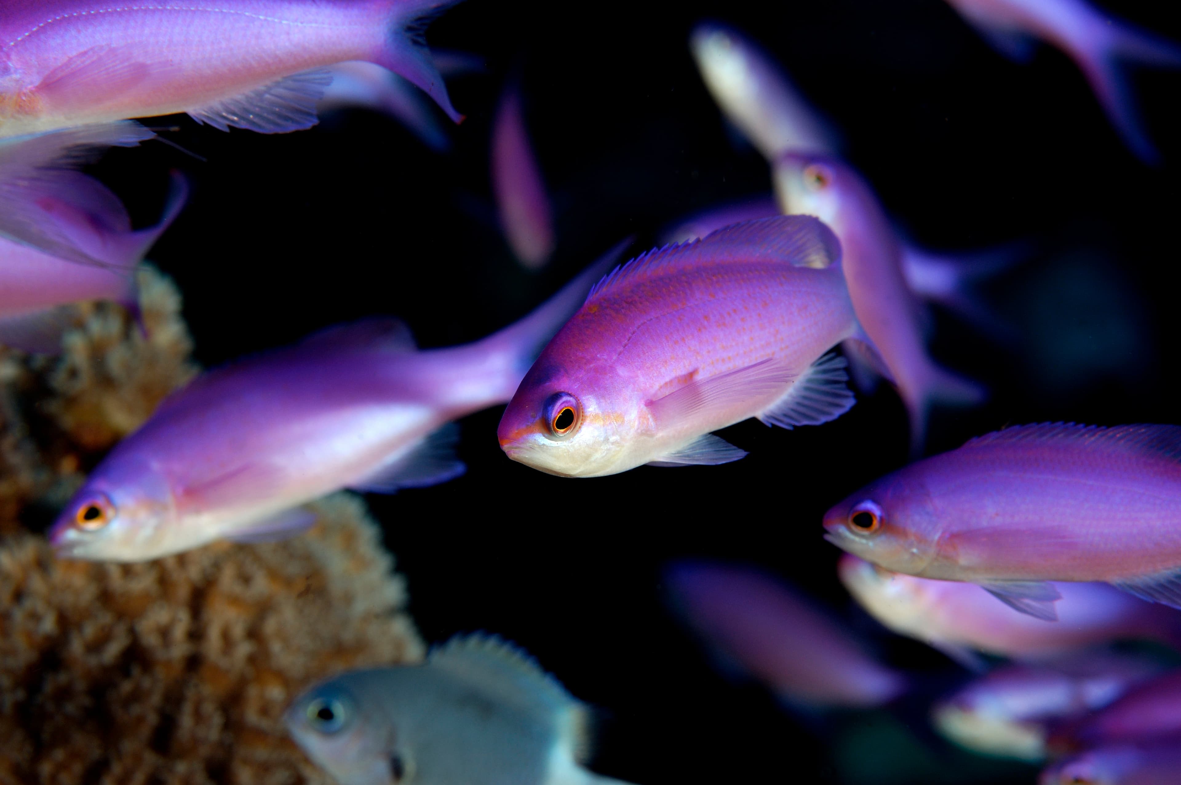 Purple Queen Anthias (Pseudanthias pascalus), Kosrae, Micronesia