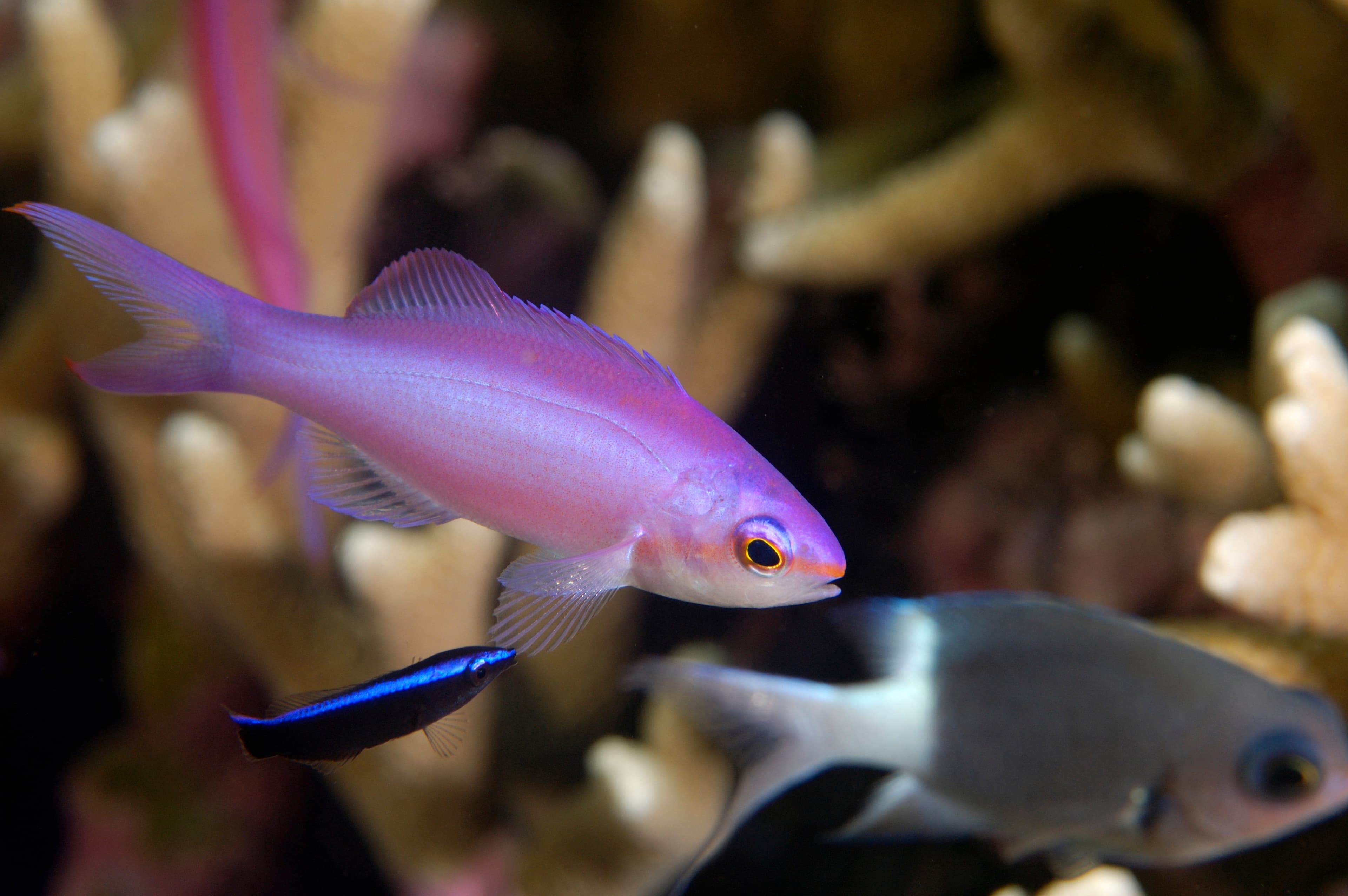 Purple Queen Anthias (Pseudanthias pascalus) being cleaned by cleaner wrasse. Kosrae, Micronesia