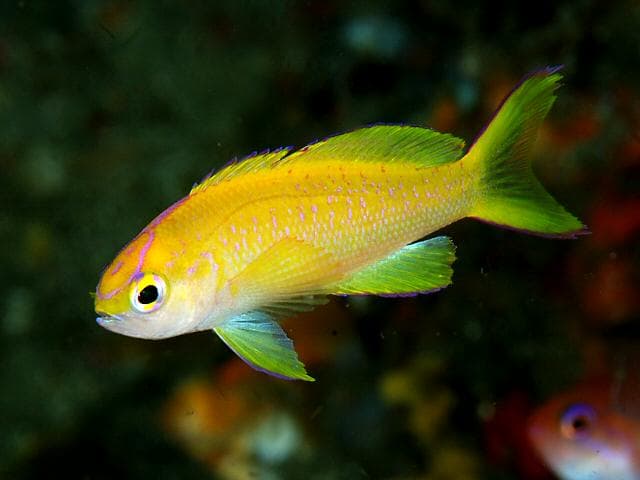 Sunset Anthias (Pseudanthias parvirostris)