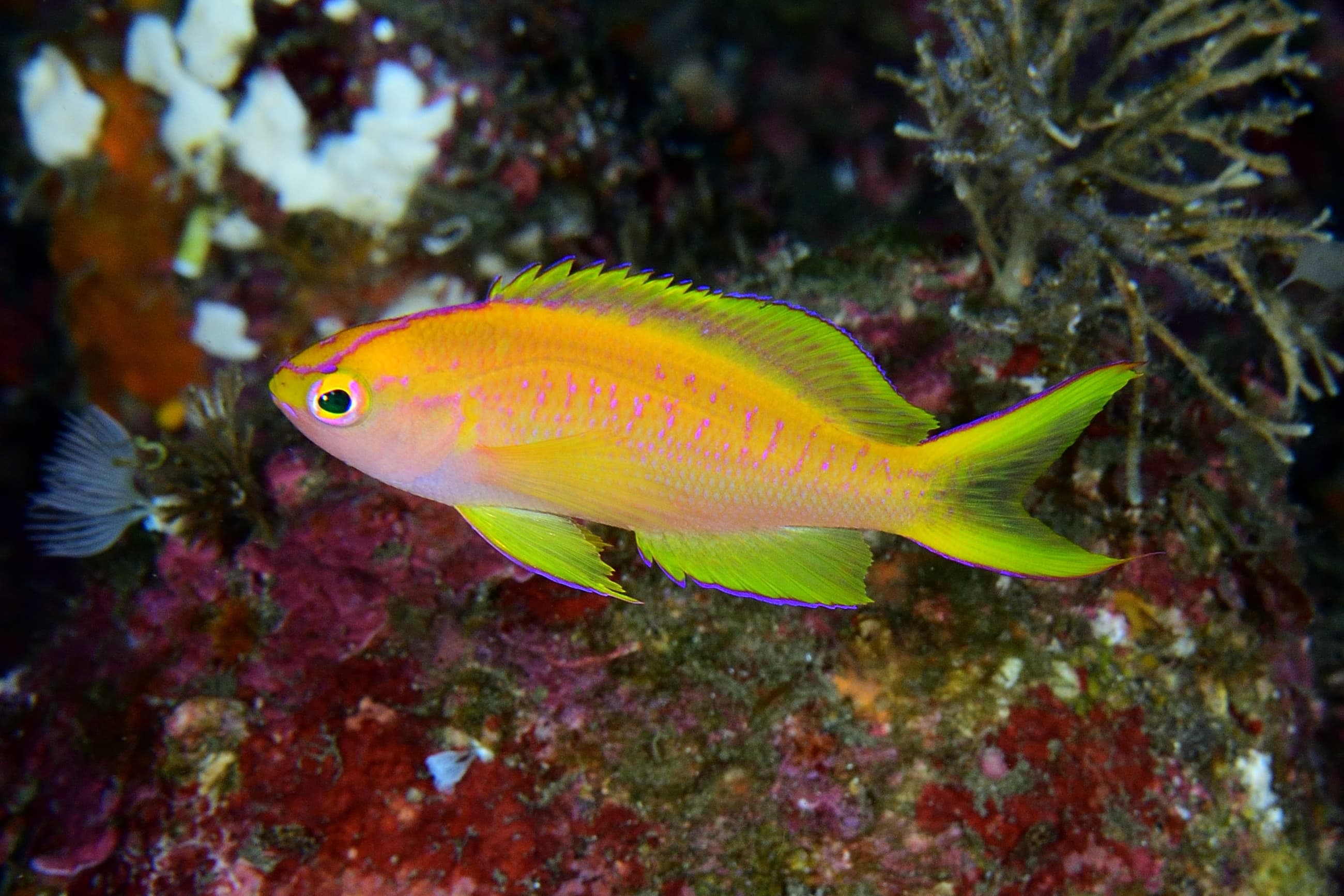 Sunset Anthias (Pseudanthias parvirostris)