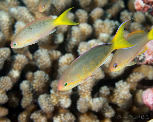 Olive Anthias (Pseudanthias olivaceus)