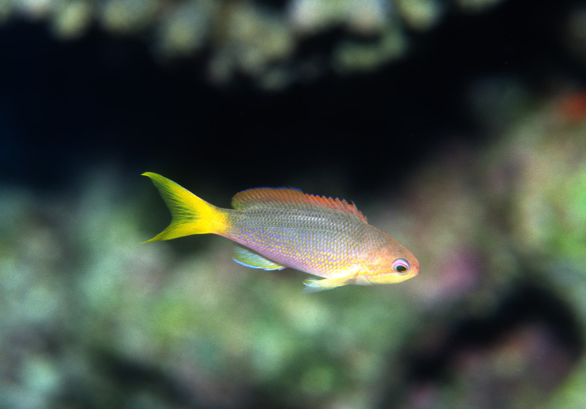 Olive Anthias (Pseudanthias olivaceus)