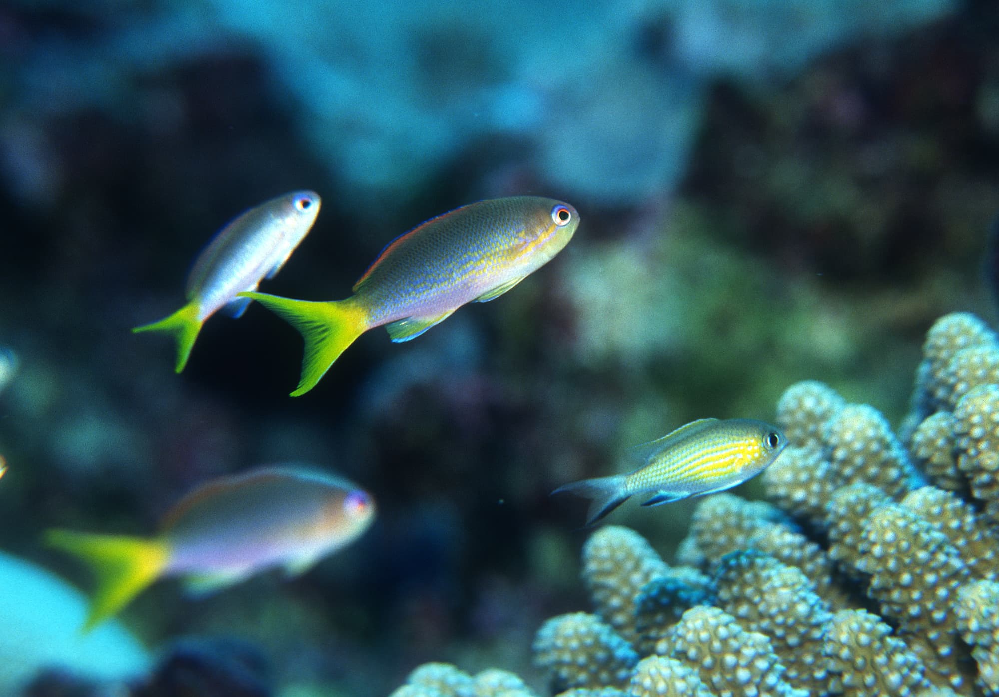 Olive Anthias (Pseudanthias olivaceus)