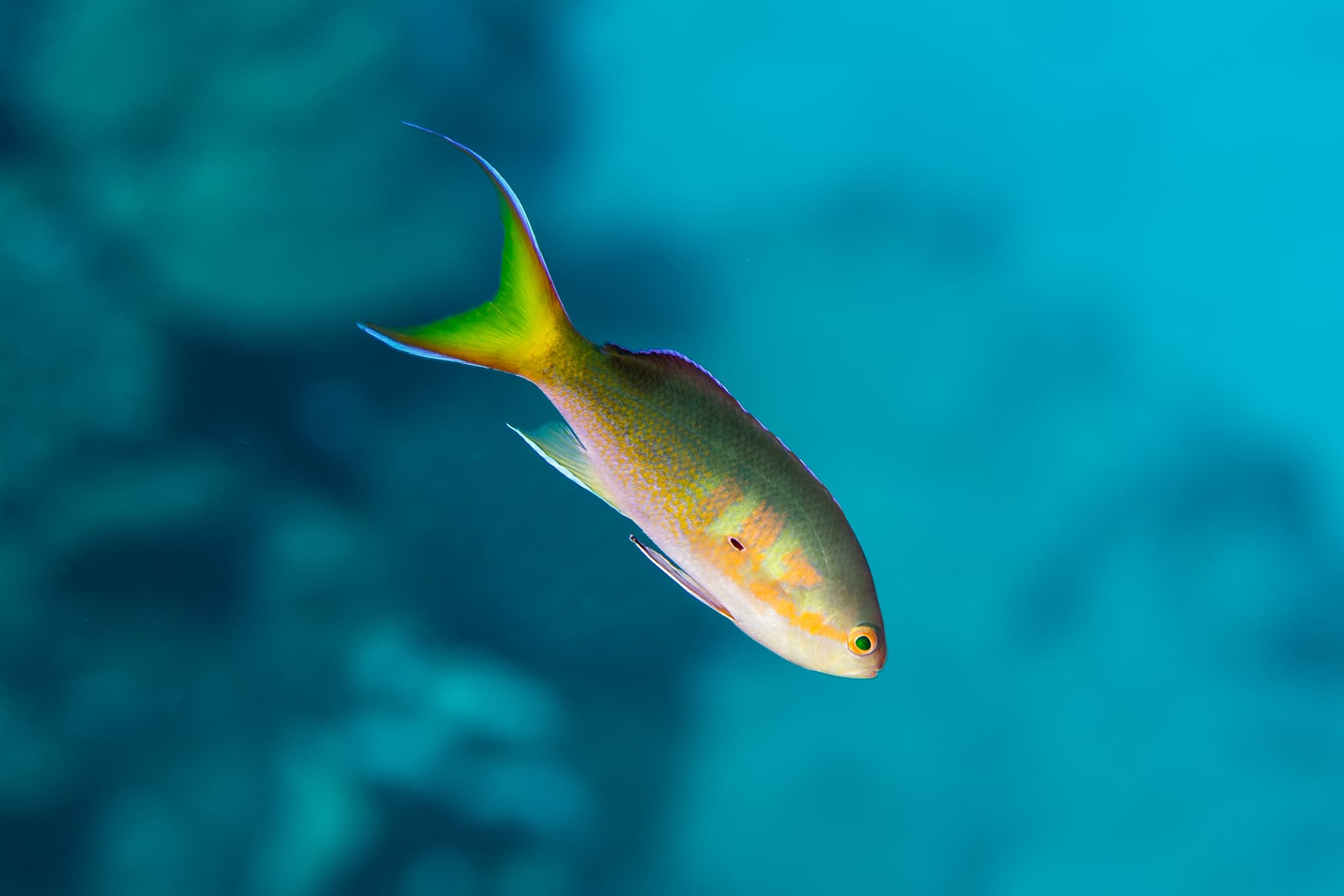 Olive Anthias (Pseudanthias olivaceus)