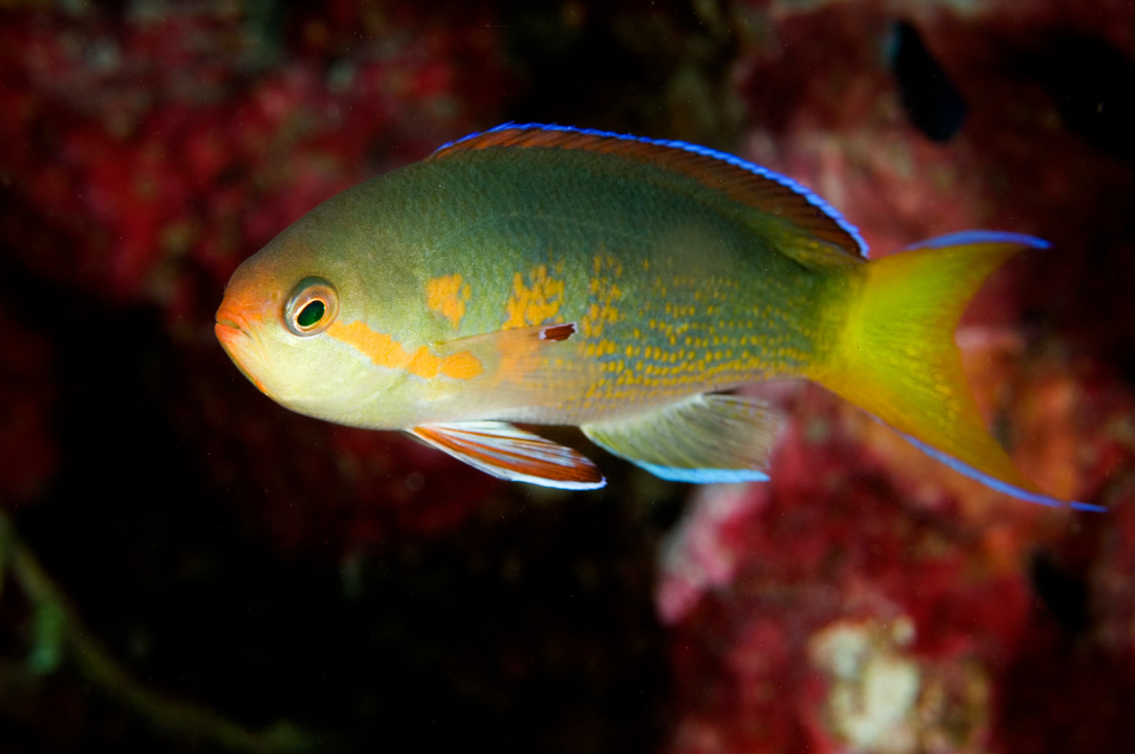 Olive Anthias (Pseudanthias olivaceus), endemic to Line Islands, Kritimati Island, Kribati