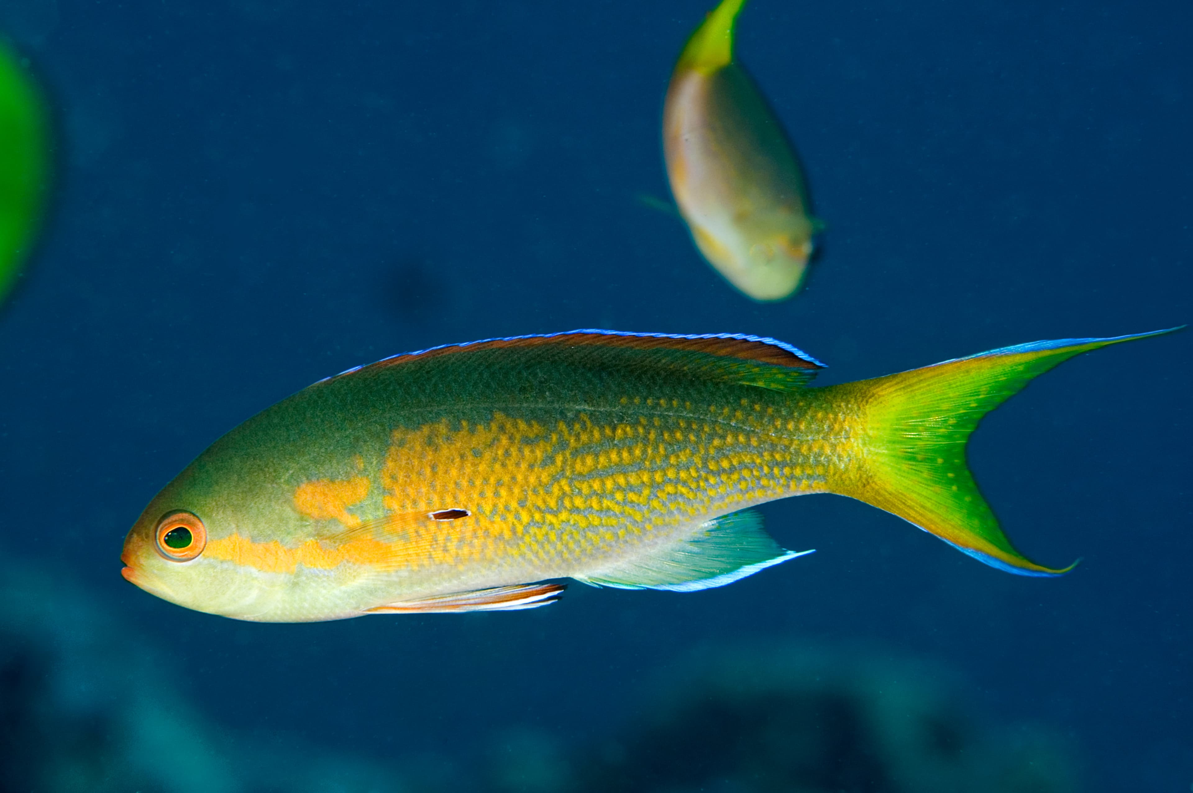 Olive Anthias (Pseudanthias olivaceus), endemic to Line Islands, Kritimati Island, Kribati