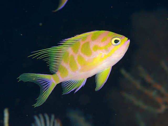 Borbonius Anthias (Odontanthias borbonius)