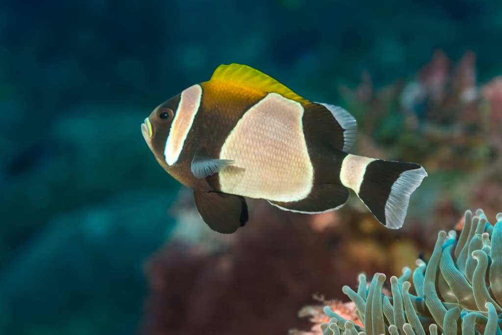 Wideband Anemonefish (Amphiprion latezonatus)