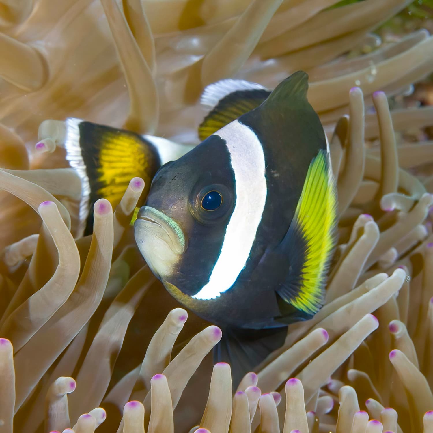 Wideband Anemonefish (Amphiprion latezonatus)