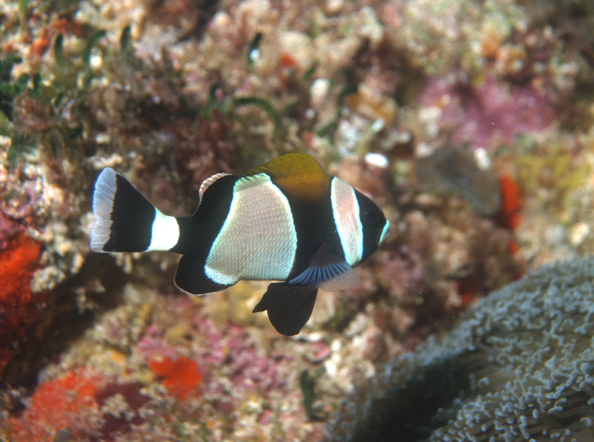 Wideband Anemonefish (Amphiprion latezonatus)