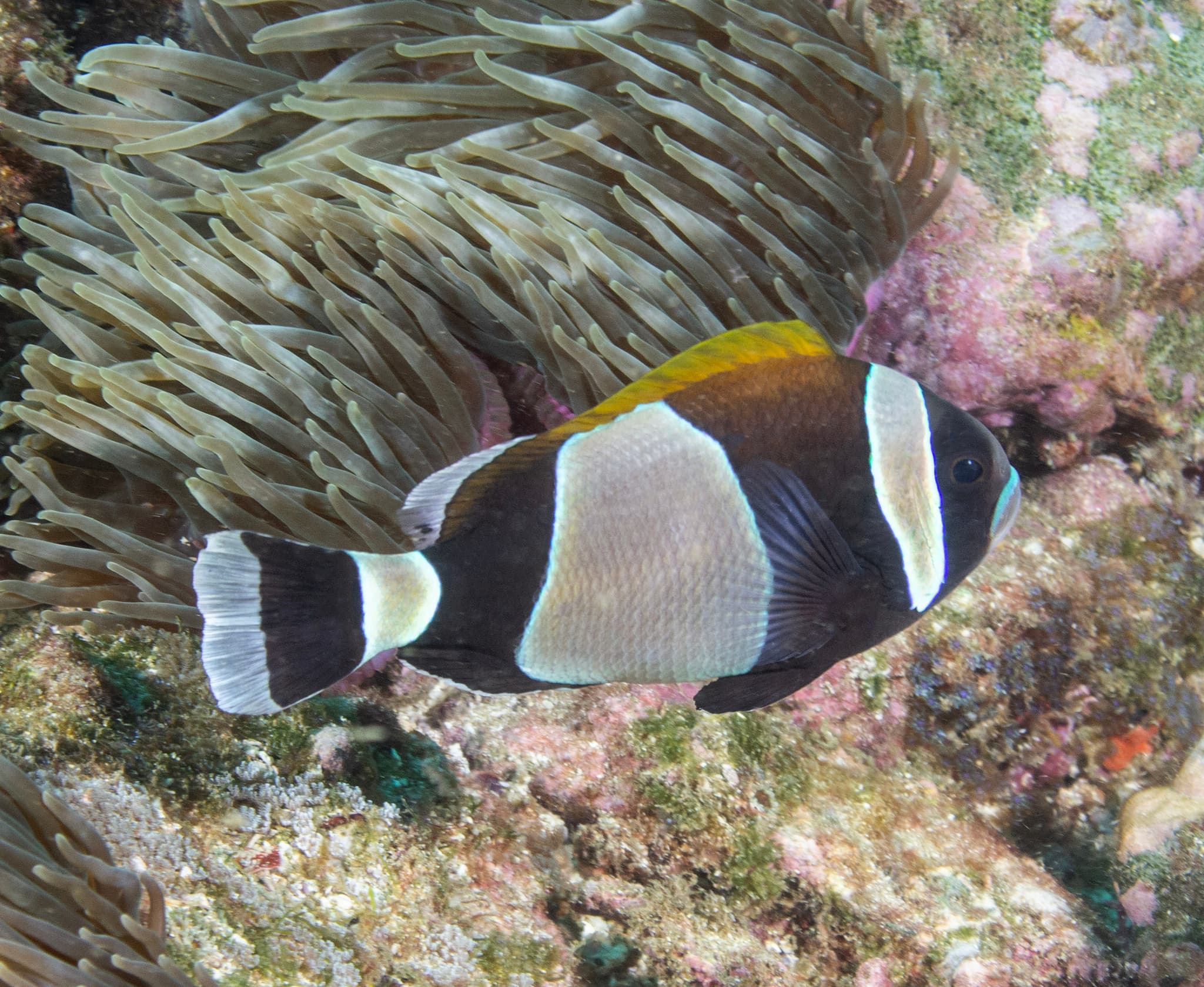 Wideband Anemonefish (Amphiprion latezonatus)