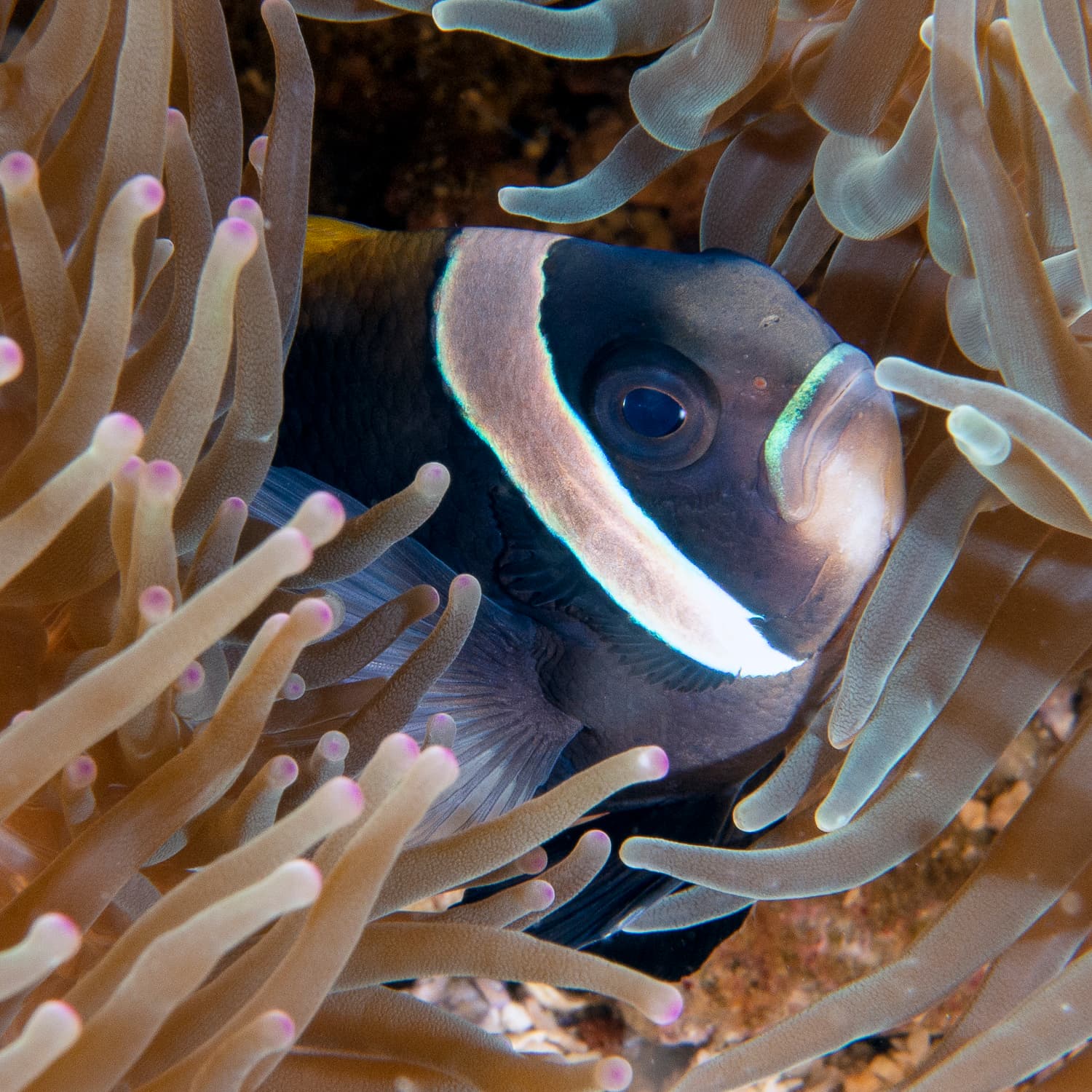 Wideband Anemonefish (Amphiprion latezonatus)